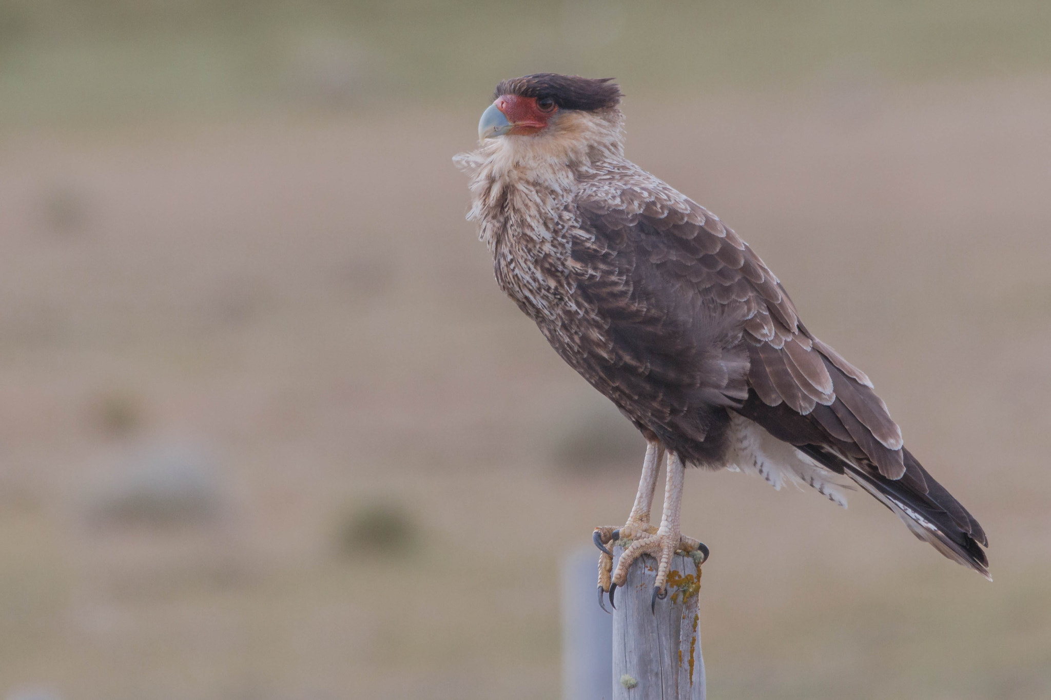 Sigma 150-500mm F5-6.3 DG OS HSM sample photo. Carancho photography