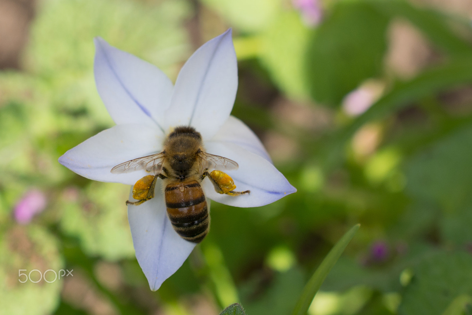 Nikon AF-S DX Micro Nikkor 40mm F2.8 sample photo. Froglegs bee photography