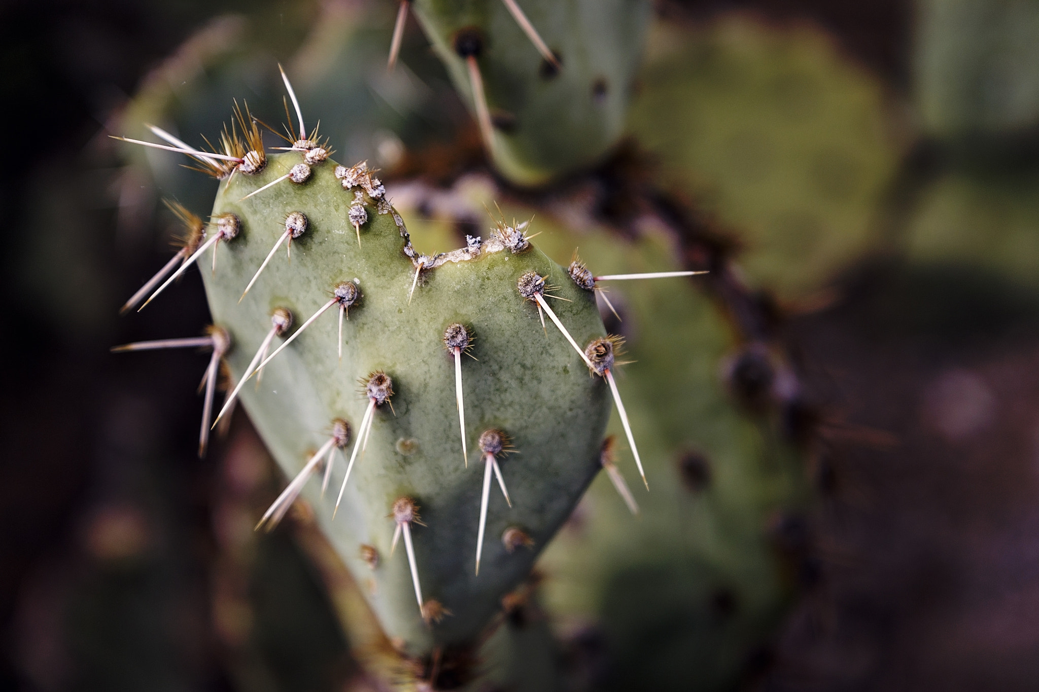 Canon EF-S 17-55mm F2.8 IS USM sample photo. Heart of thorns photography