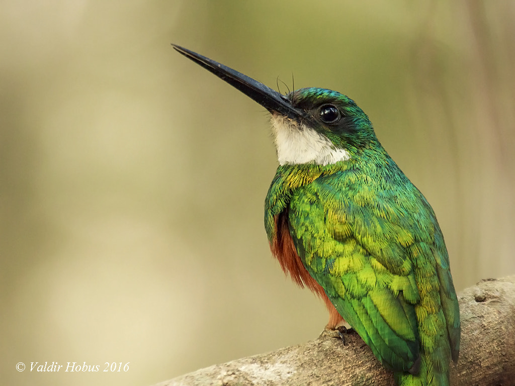 Canon EF 100-400mm F4.5-5.6L IS USM sample photo. Ariramba de cauda ruiva - rufous-tailed jacamar photography