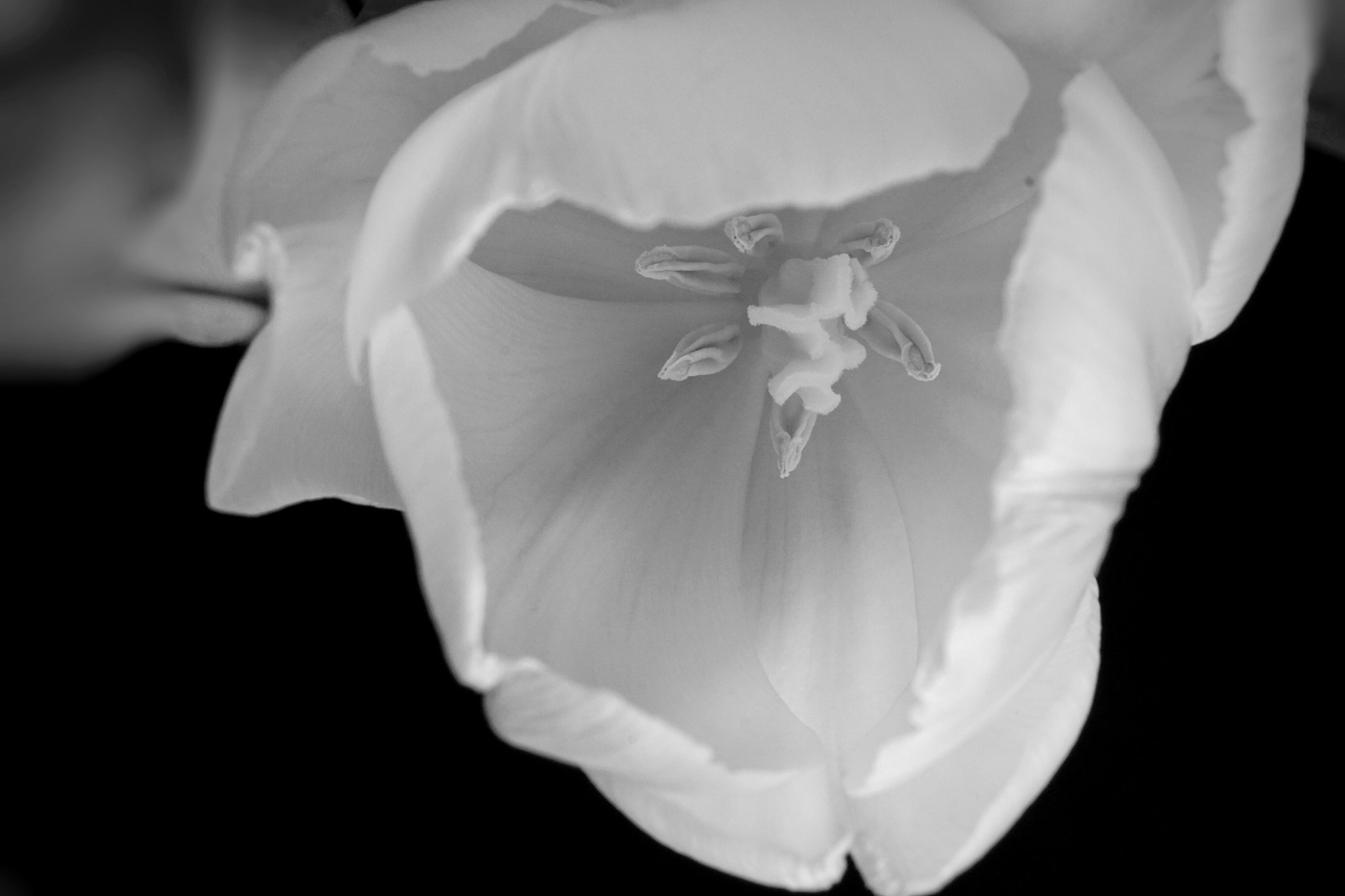 Sony a6000 sample photo. Tulip macro bnw photography