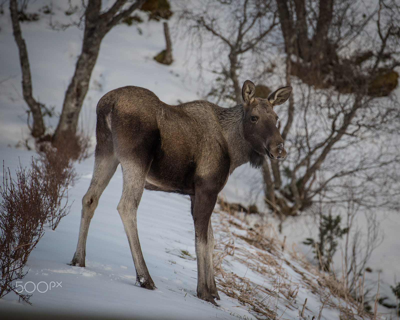 Nikon AF-S Nikkor 70-200mm F2.8G ED VR II sample photo. Moose jr. photography