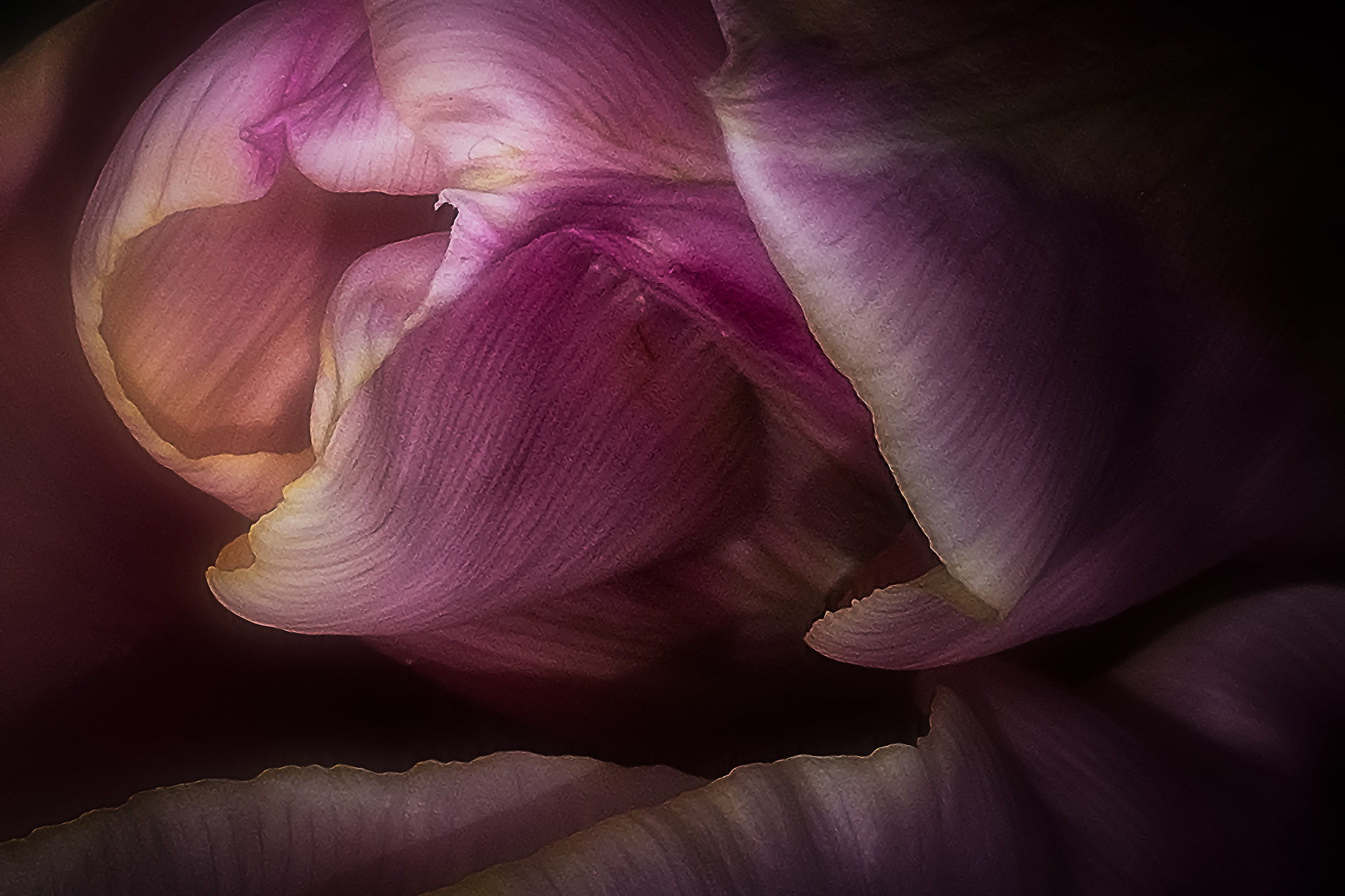 Nikon D7200 sample photo. Tulip leaves photography