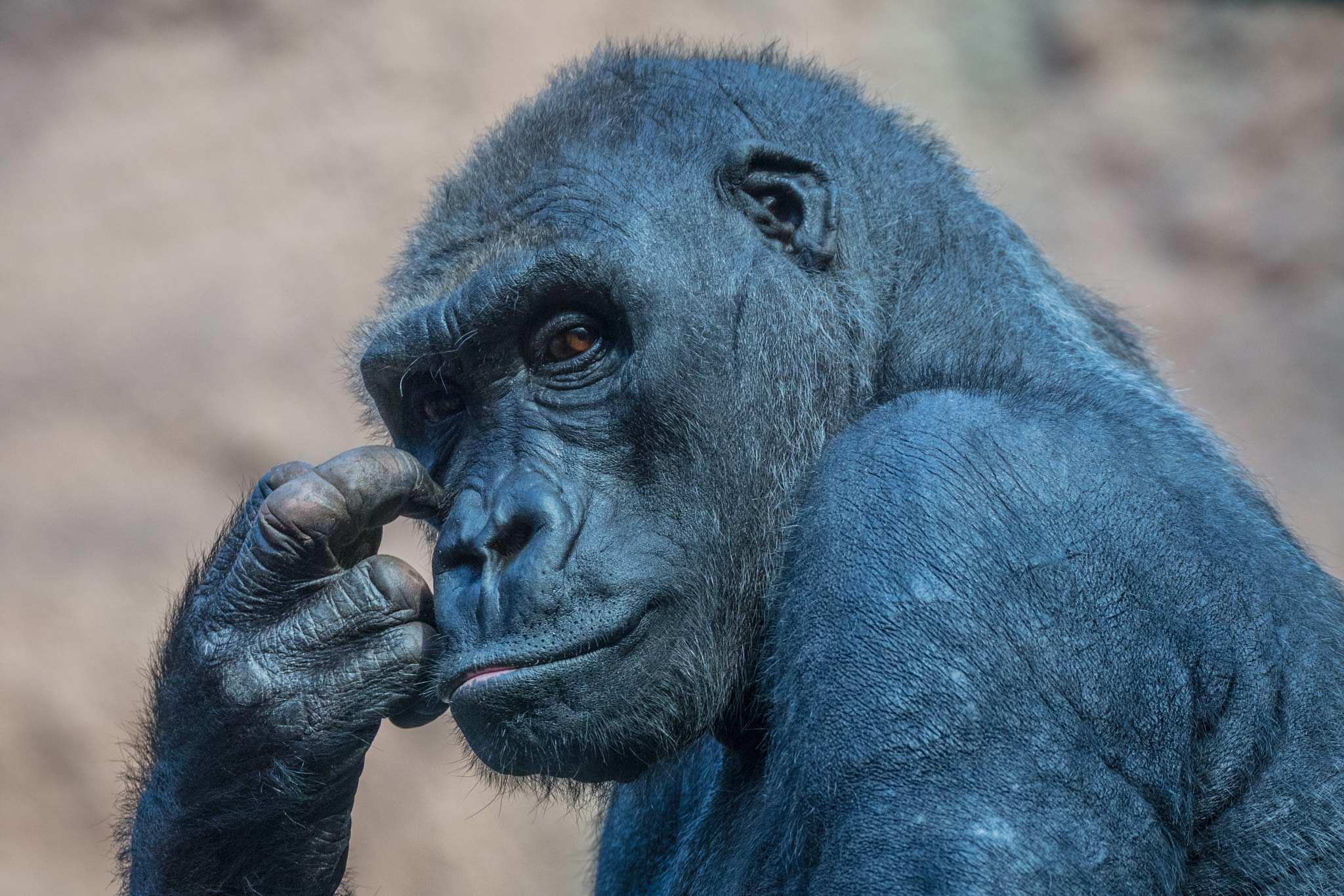 Canon EF 70-300mm F4-5.6L IS USM sample photo. Pensive photography