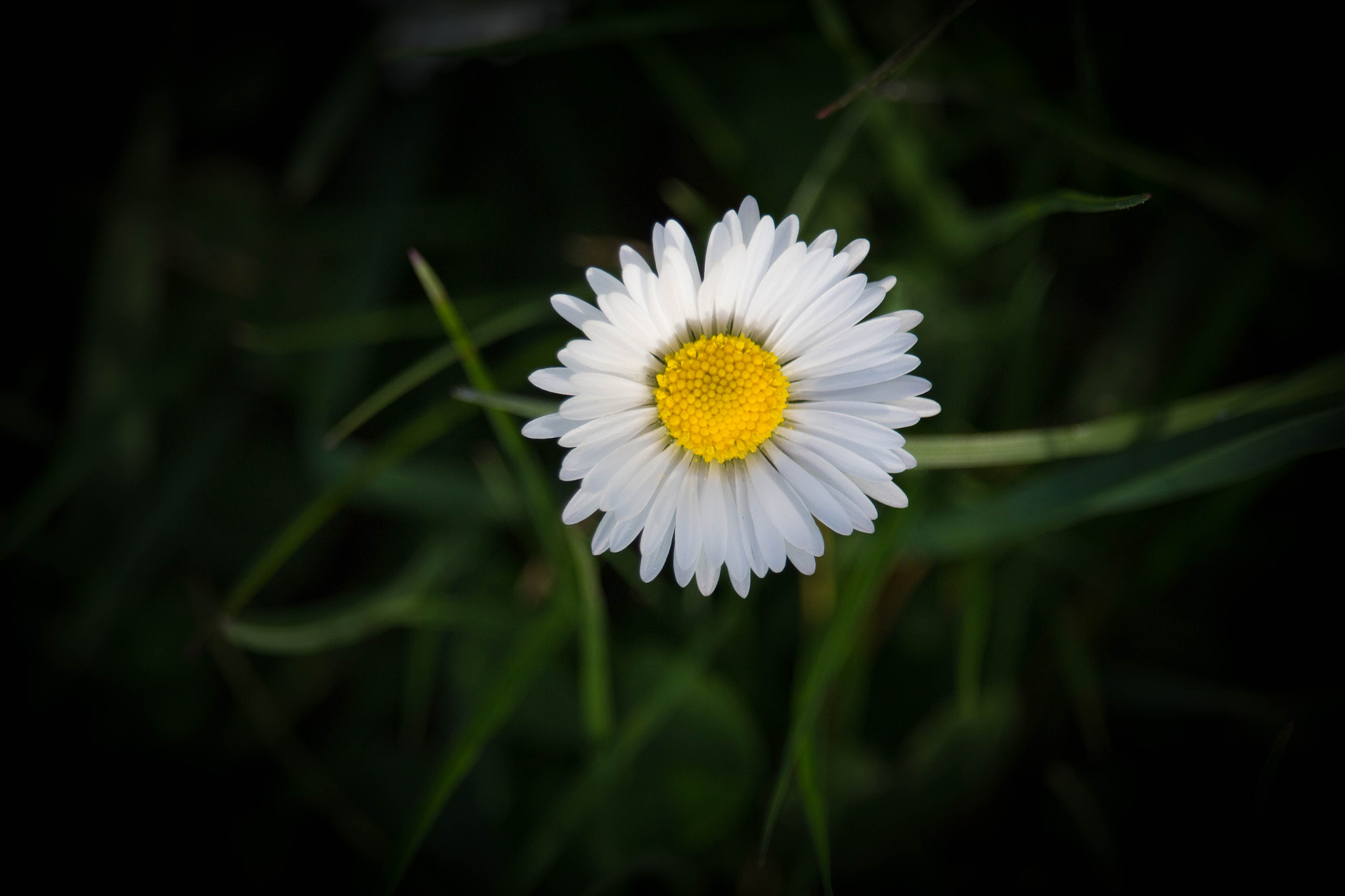 Canon EF-S 55-250mm F4-5.6 IS STM sample photo. Punkt photography