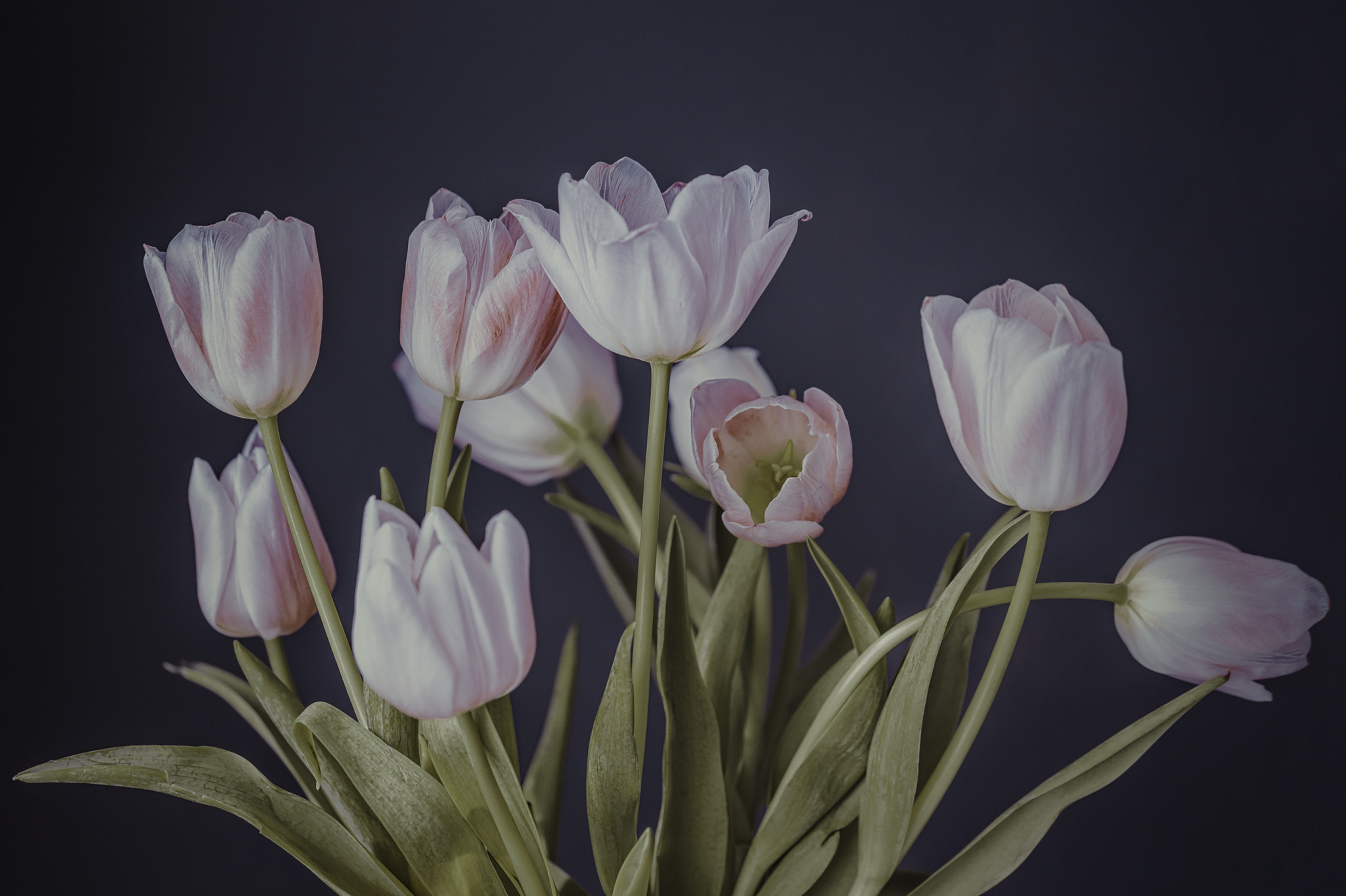 Sigma 105mm F2.8 EX DG OS HSM sample photo. Tulip power photography