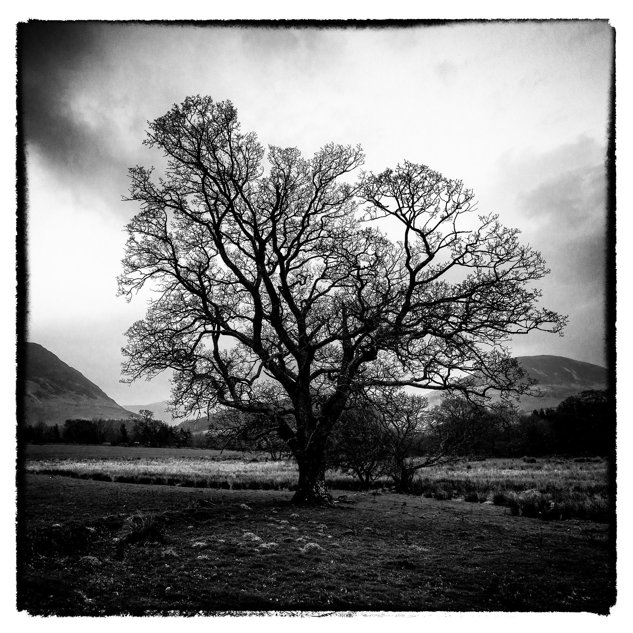 Nikon D7200 + Sigma 10-20mm F3.5 EX DC HSM sample photo. Tree photography