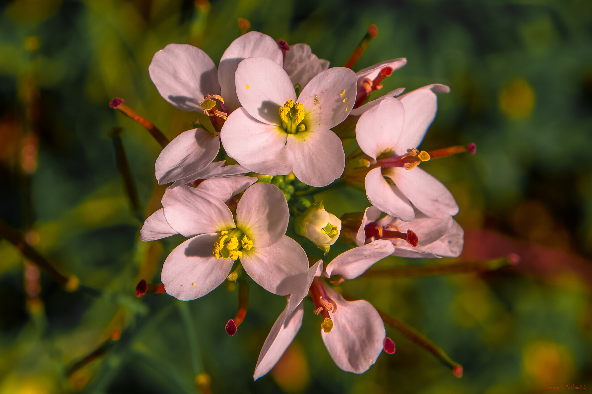 Samsung NX 16-50mm F3.5-5.6 Power Zoom ED OIS sample photo. Spring ballet photography