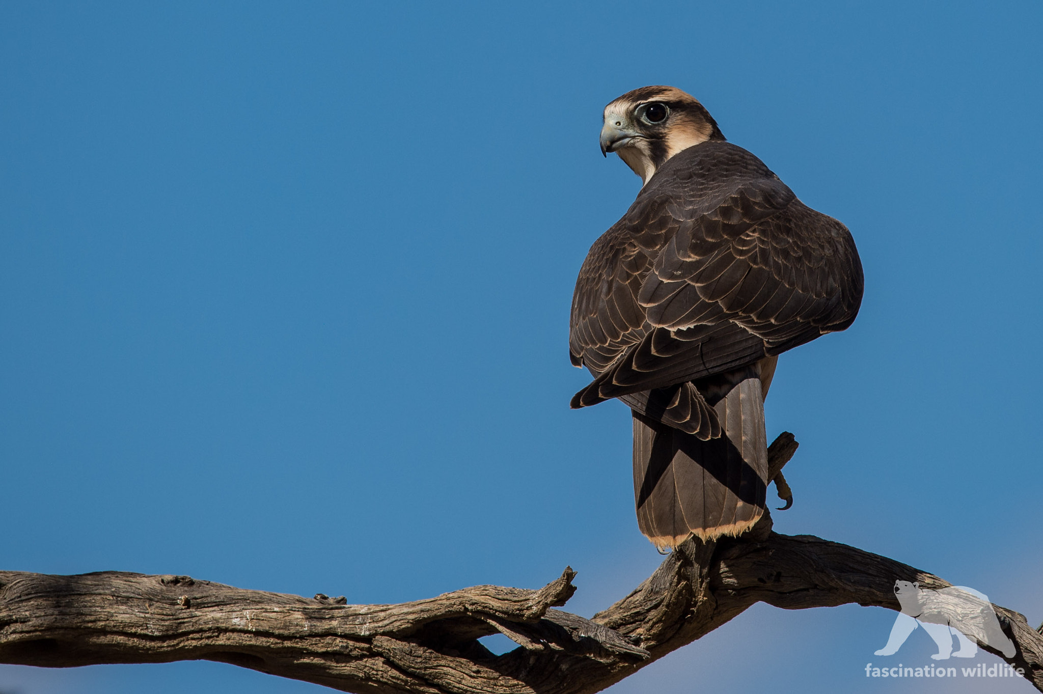 Sigma 150-600mm F5-6.3 DG OS HSM | S sample photo. Lanner falcon photography