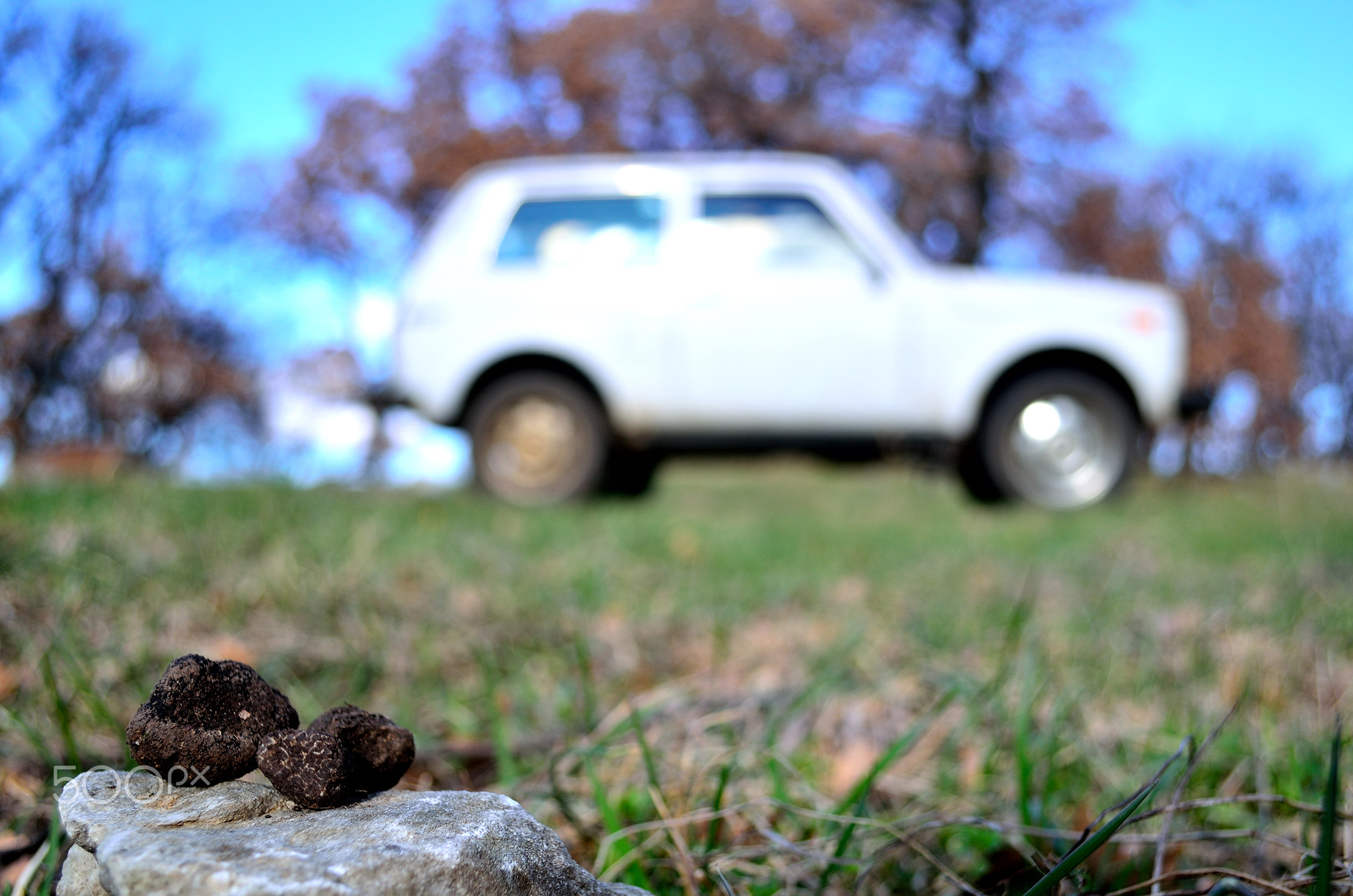 truffles, black truffles,трюфели, черные трюфели