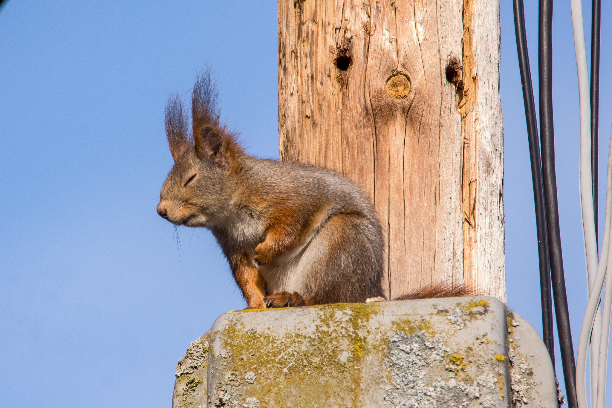 Sigma 150-500mm F5-6.3 DG OS HSM sample photo. A tired squirrel photography