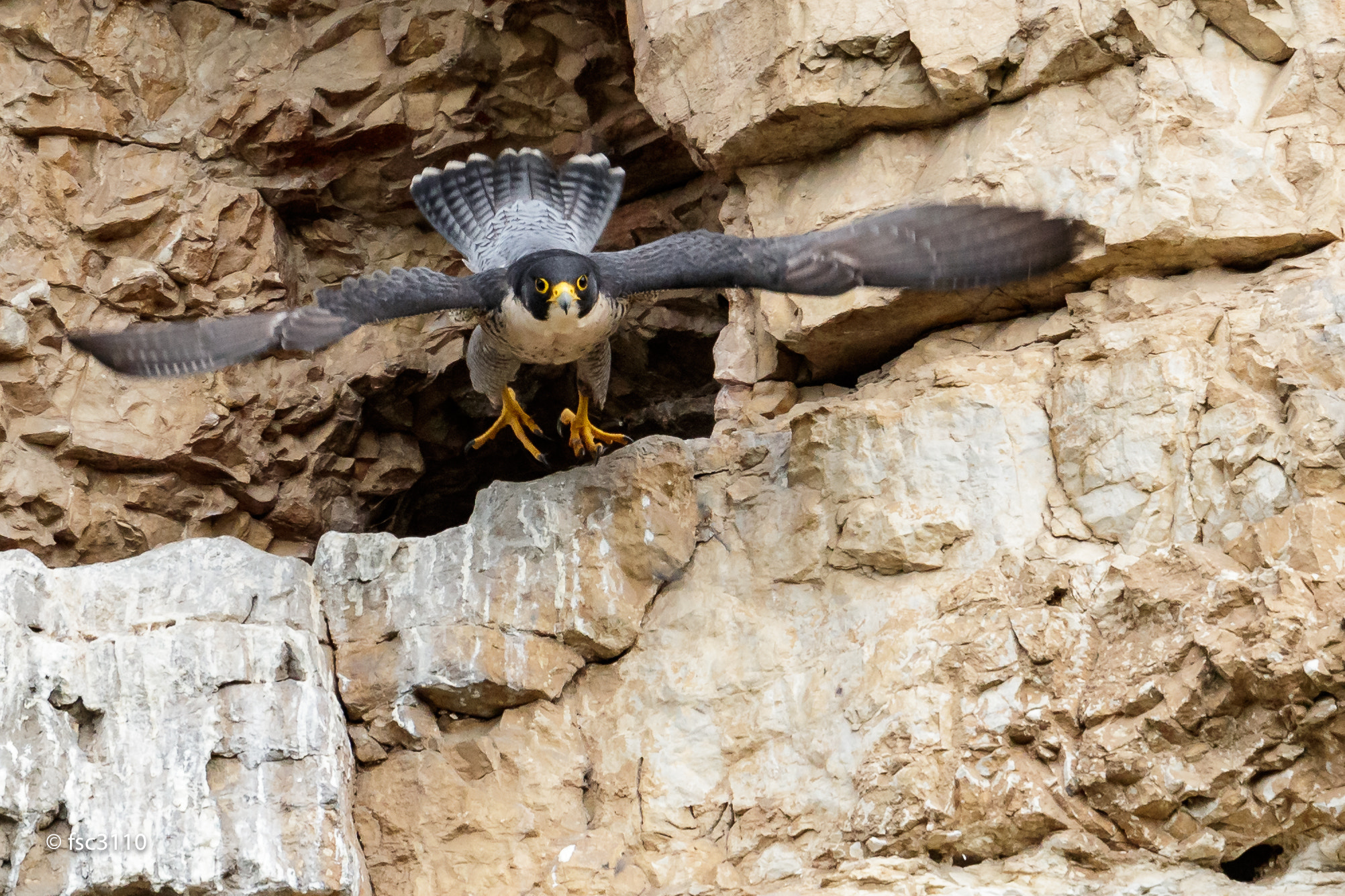 Canon EF 500mm F4L IS II USM sample photo. Peregrine falcon take-off photography
