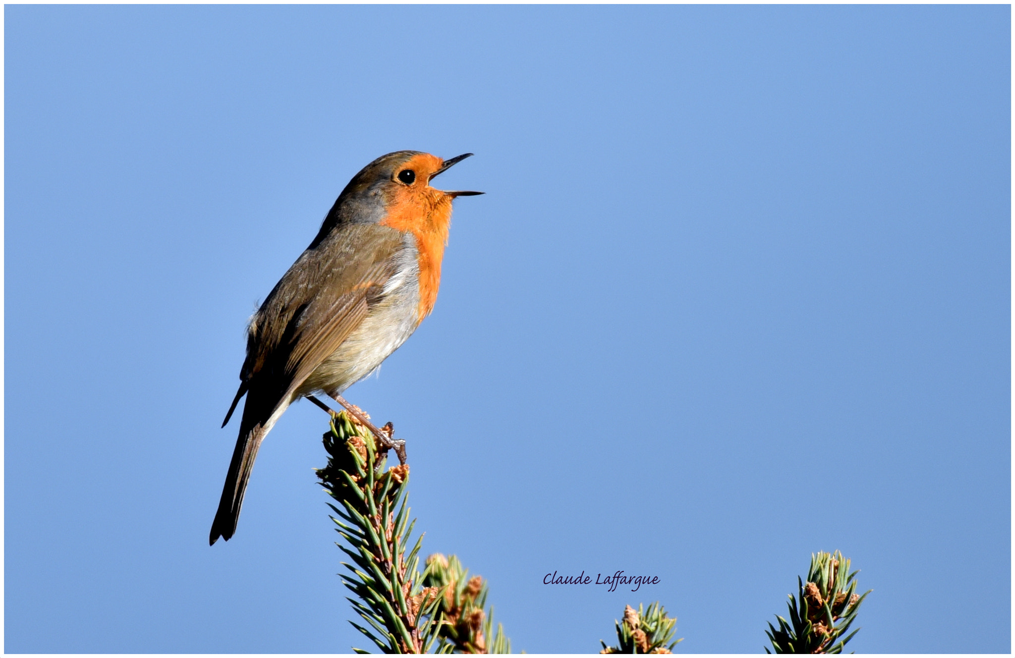 Nikon AF-S Nikkor 200-500mm F5.6E ED VR sample photo. Dsc  rouge-gorge qui chante photography