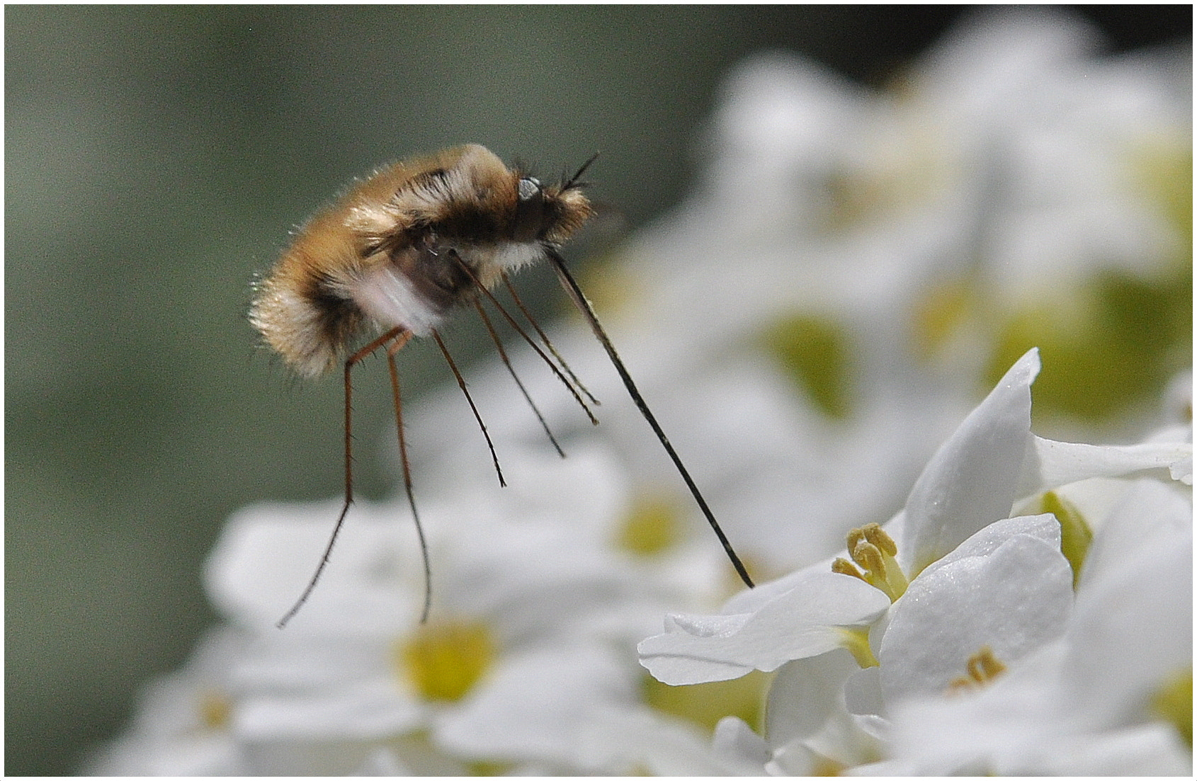 Nikon AF-S Micro-Nikkor 105mm F2.8G IF-ED VR sample photo. Bombylius major photography