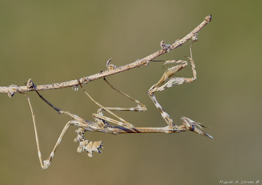 Sony ILCA-77M2 sample photo. Empusa pennata photography