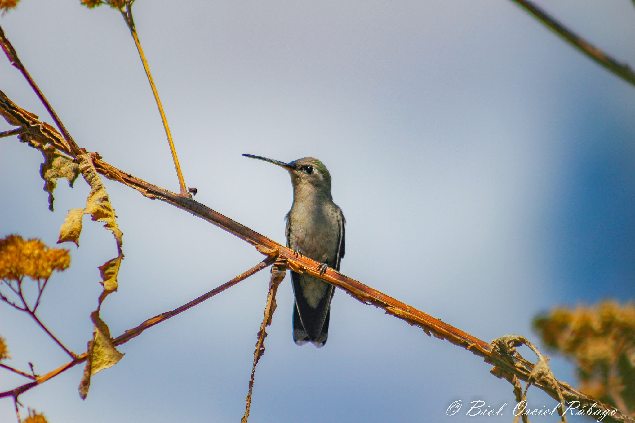 Canon EOS 600D (Rebel EOS T3i / EOS Kiss X5) + EF75-300mm f/4-5.6 sample photo. Cynanthus latirostris photography