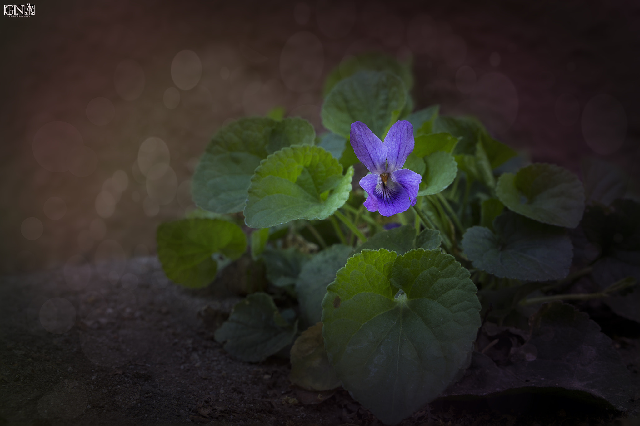 Canon EF-S 17-55mm F2.8 IS USM sample photo. Violet photography