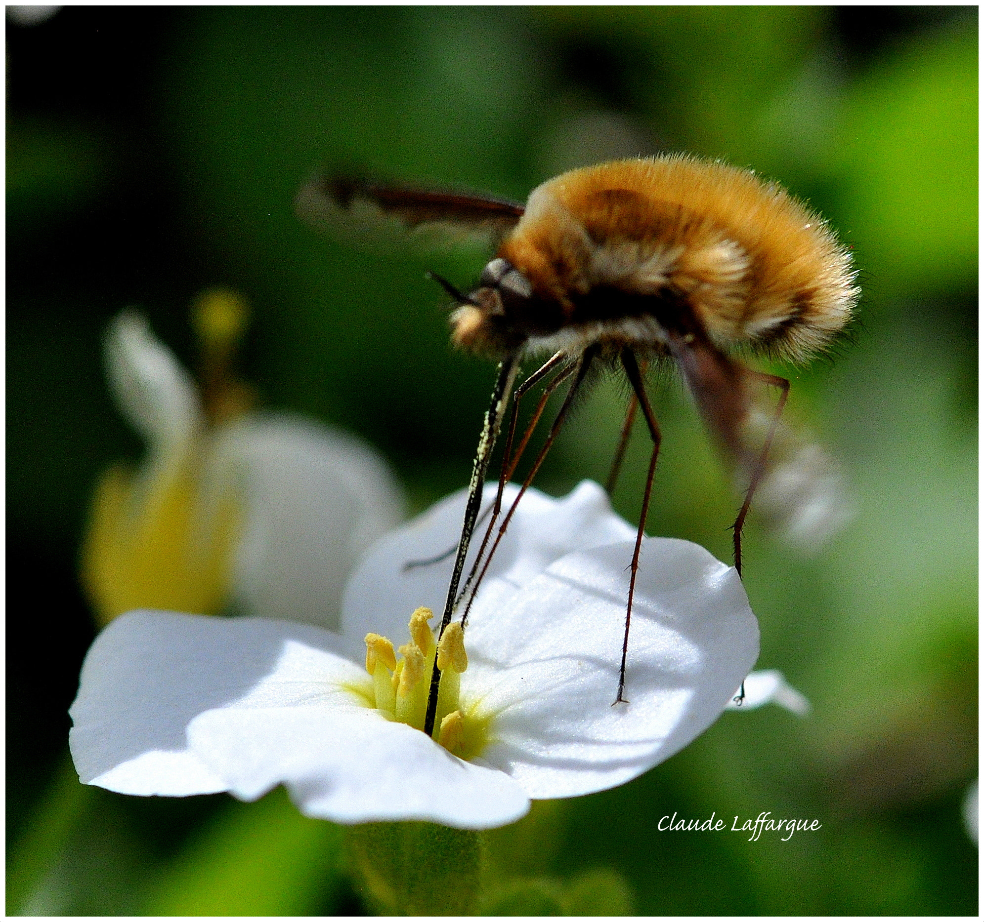 Nikon AF-S Micro-Nikkor 105mm F2.8G IF-ED VR sample photo. Dsc - bombylius major 2 photography