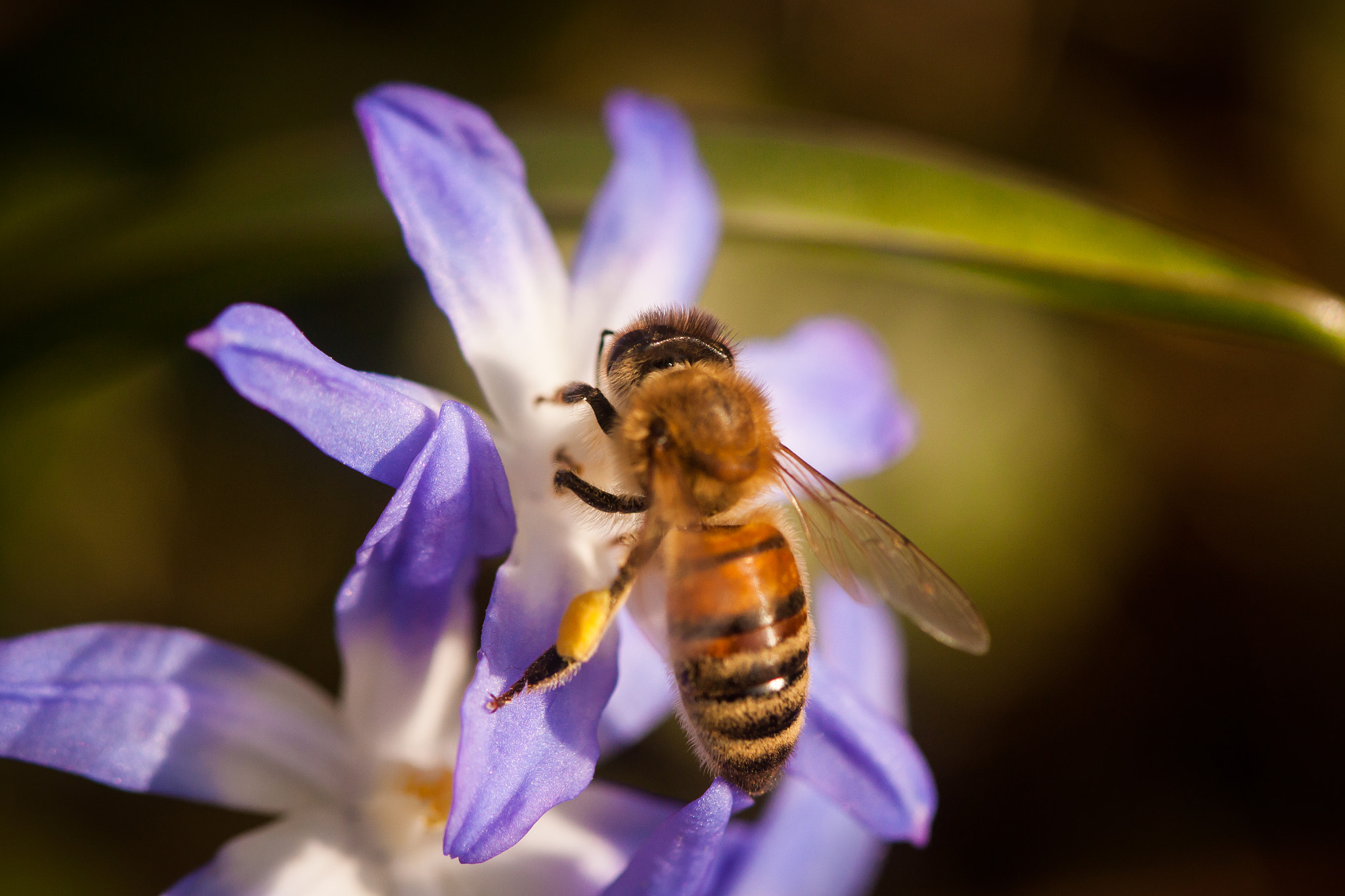 Canon EF 100mm F2.8 Macro USM sample photo. Spring bee photography