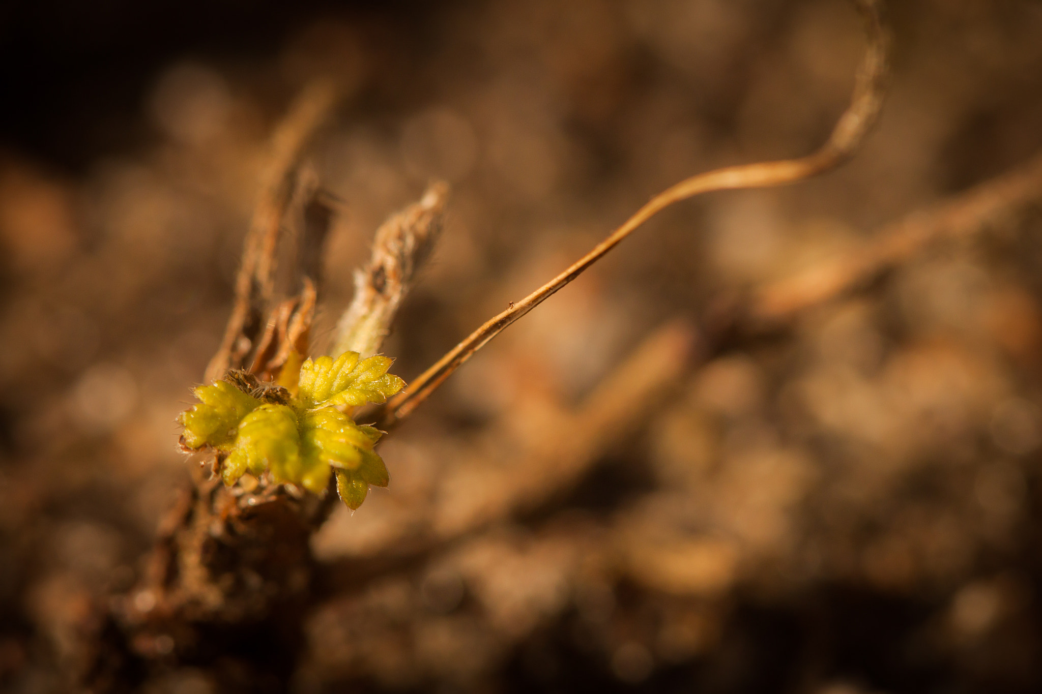Canon EF 100mm F2.8 Macro USM sample photo. Spring is comming photography