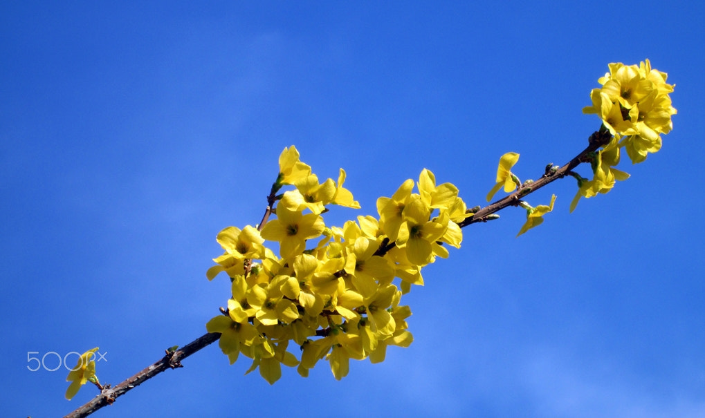 Canon PowerShot A810 sample photo. Blue and yellow photography