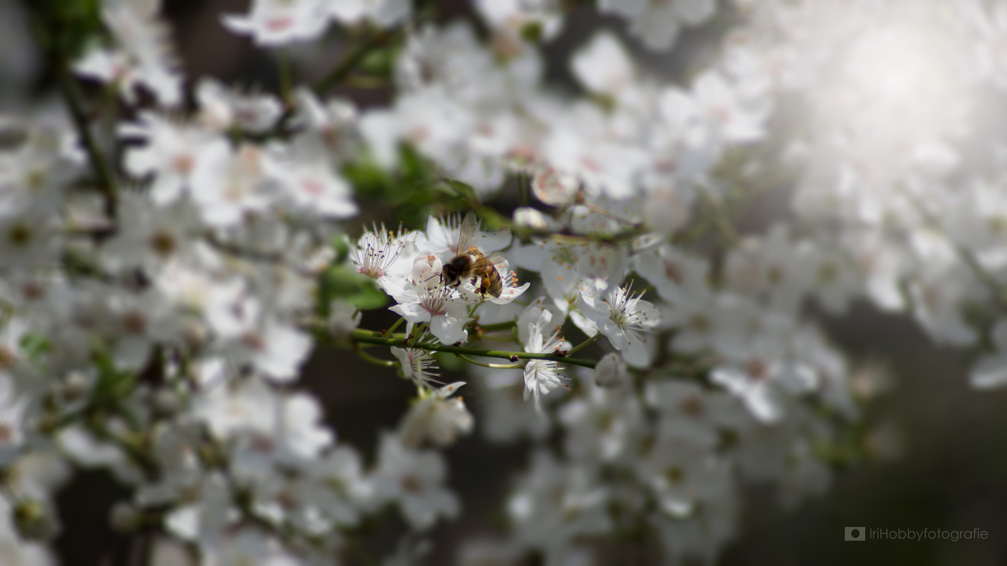 Tamron AF 70-300mm F4-5.6 LD Macro 1:2 sample photo. Biene photography