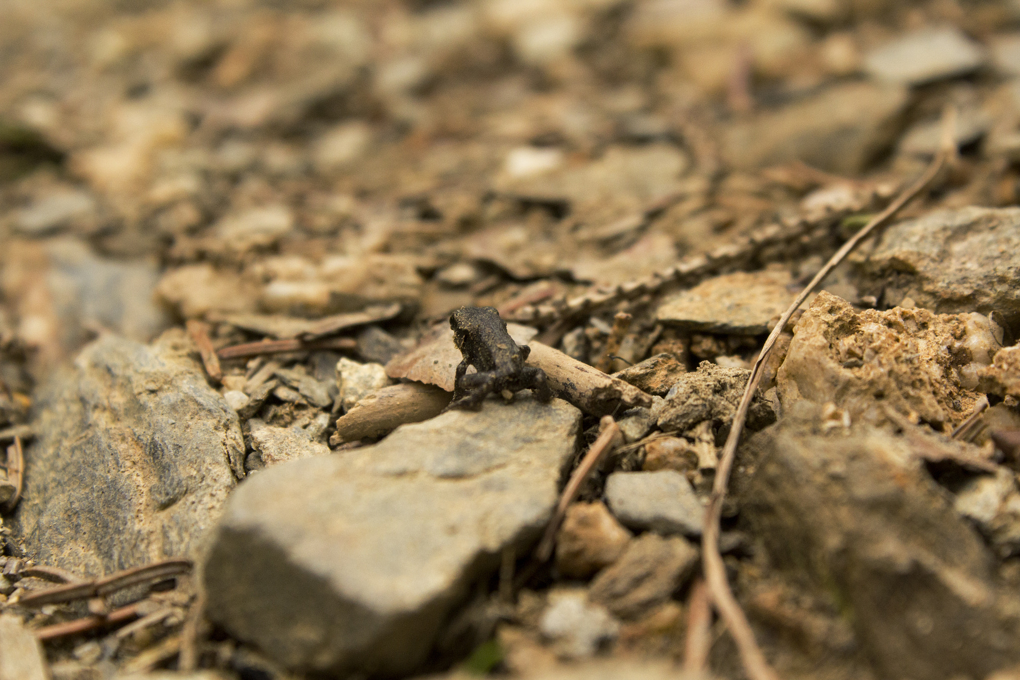 Canon EF-S 18-55mm F3.5-5.6 IS sample photo. A little frog photography