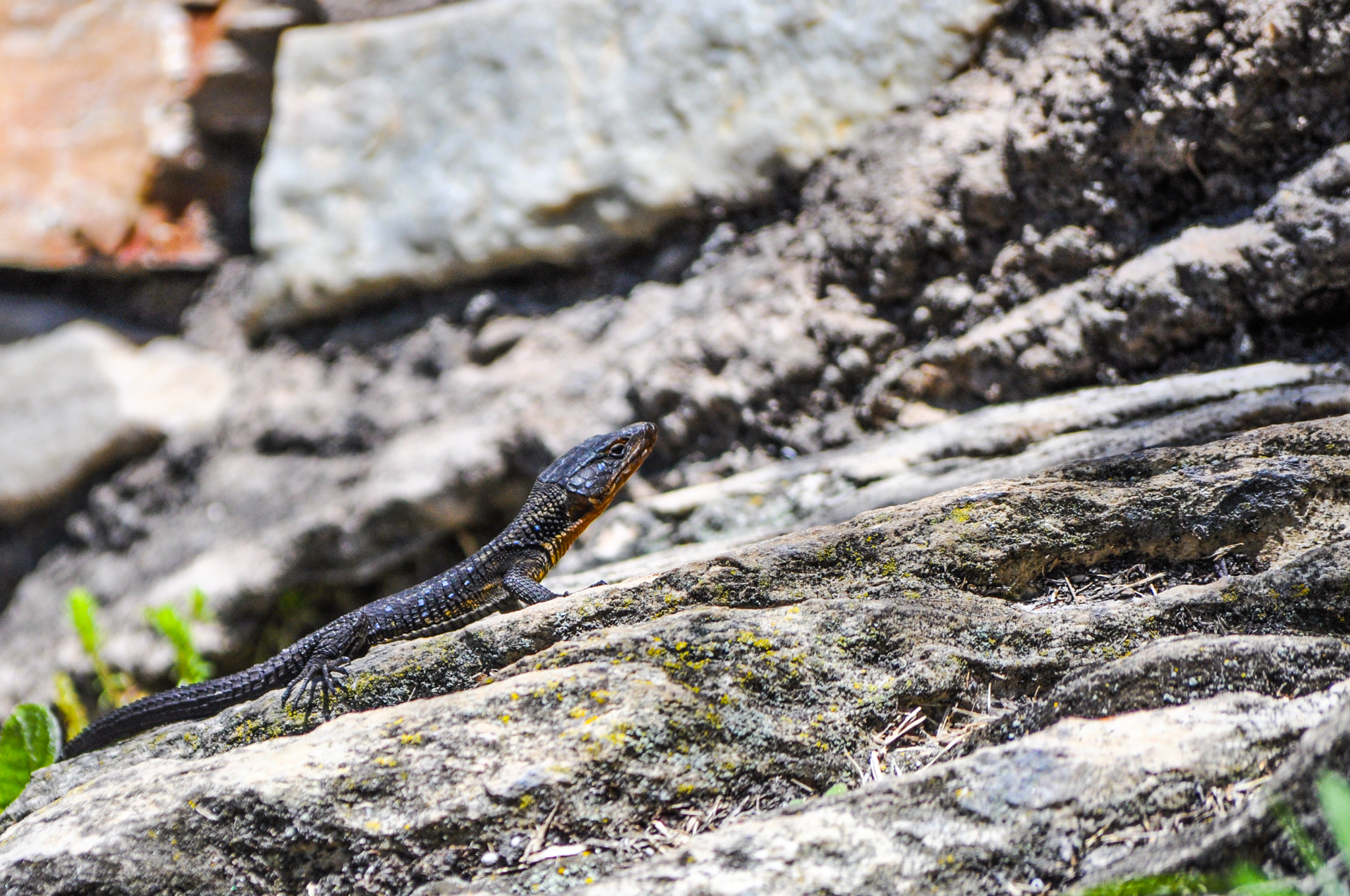 Nikon D90 sample photo. Girdled lizard south africa photography