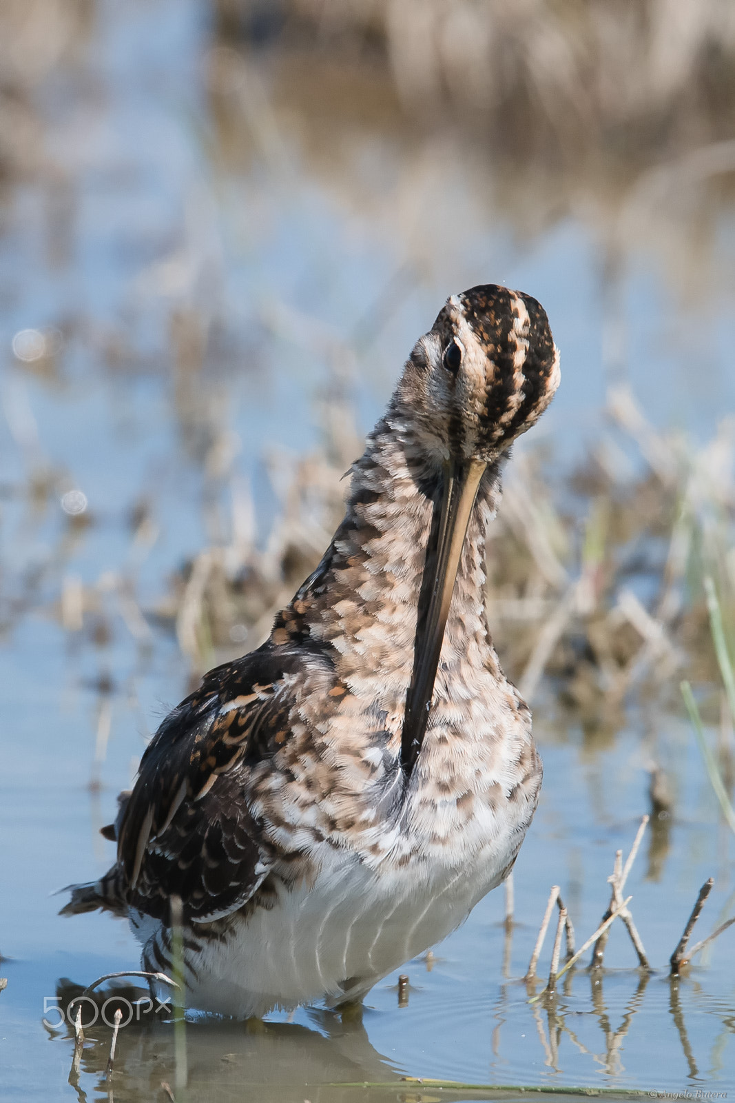 Nikon D500 + Sigma 150-600mm F5-6.3 DG OS HSM | S sample photo. Beccaccino photography