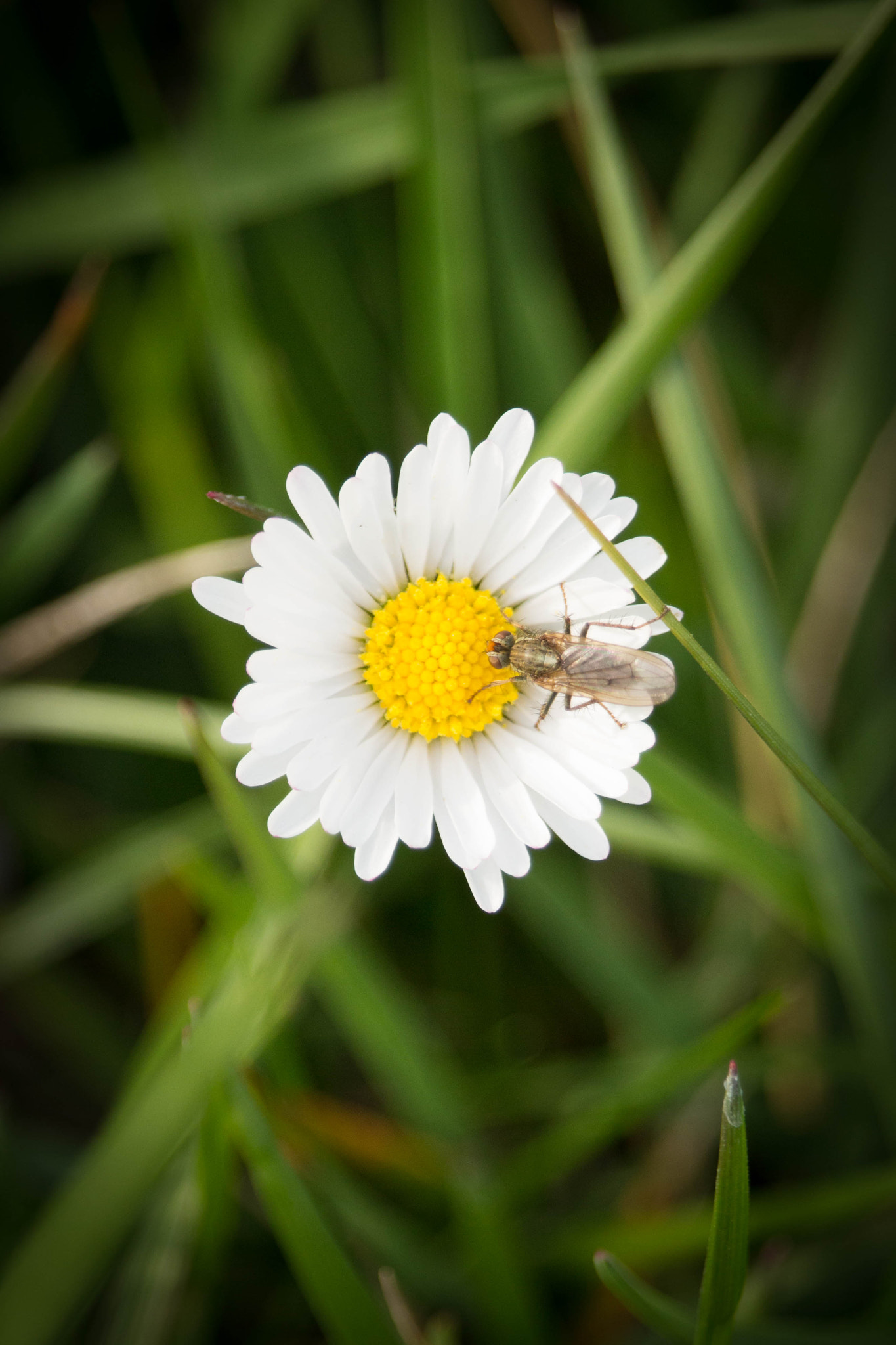 Canon EF-S 55-250mm F4-5.6 IS STM sample photo. Mücke photography