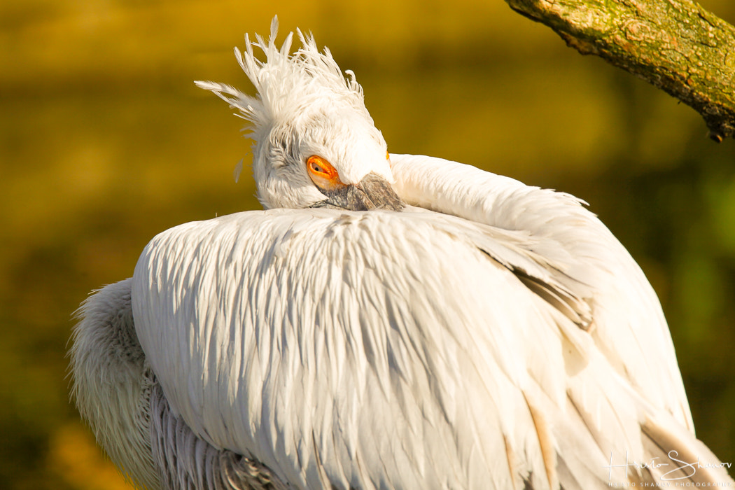 Tamron SP 150-600mm F5-6.3 Di VC USD sample photo. Bird photography