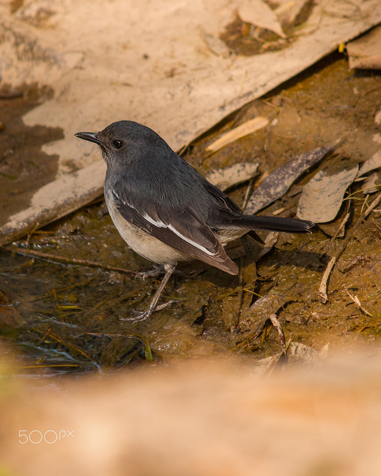 Canon EF-S 55-250mm F4-5.6 IS II sample photo. Oriental magpie robin photography