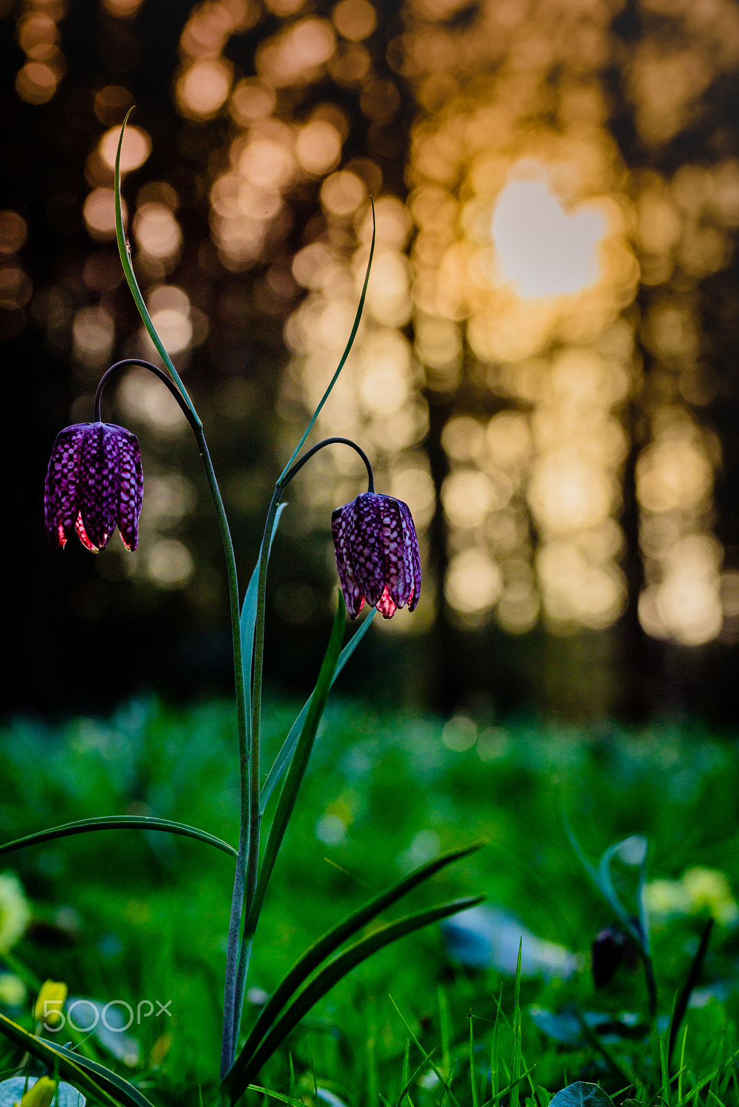 Sigma 105mm F2.8 EX DG OS HSM sample photo. Brothers photography