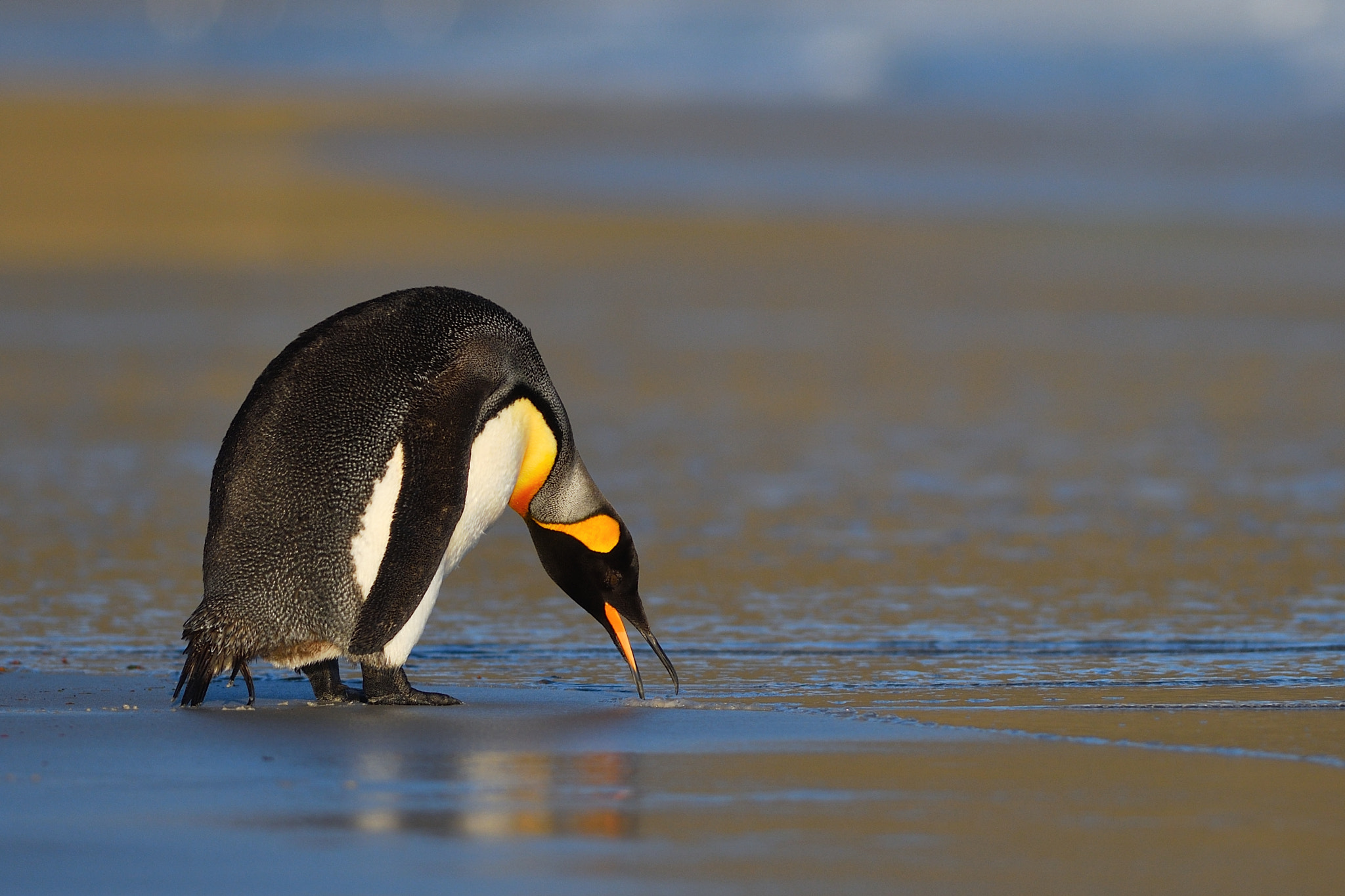 Nikon D500 + Nikon AF-S Nikkor 300mm F2.8G ED VR II sample photo. How is water today? photography