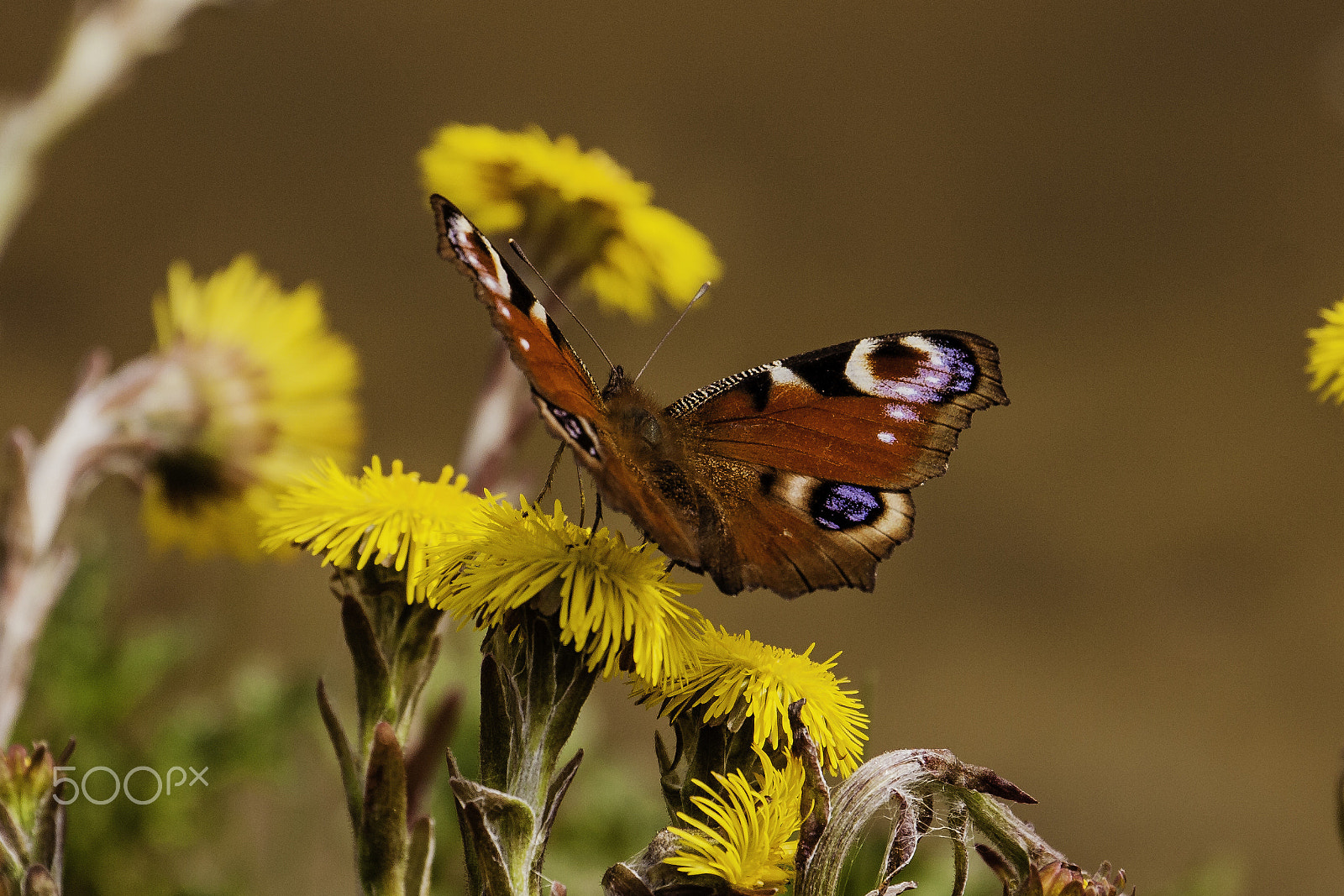 Canon EOS 40D sample photo. Butterfly photography