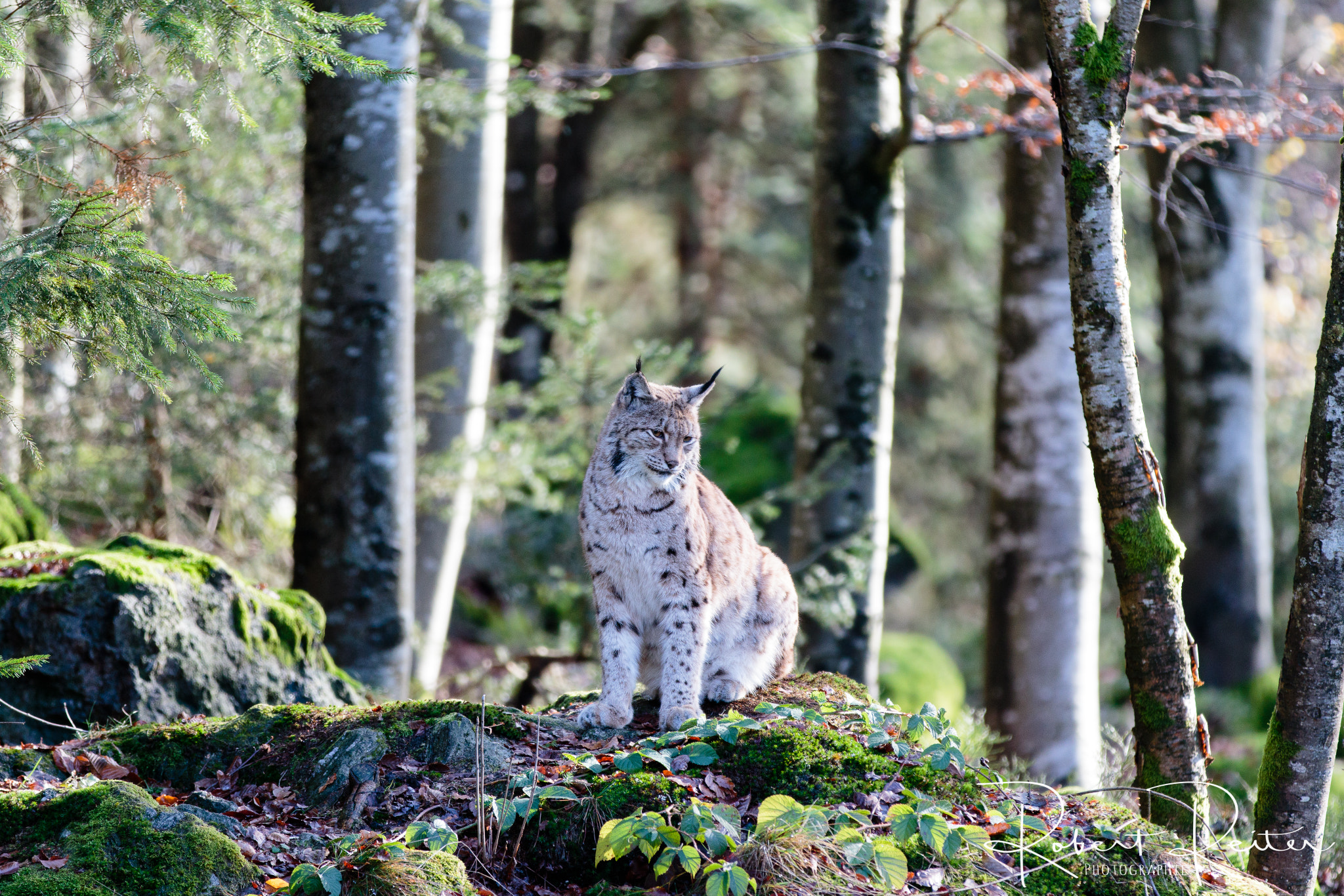 Canon EF 70-200mm F2.8L IS II USM sample photo. Lynx photography