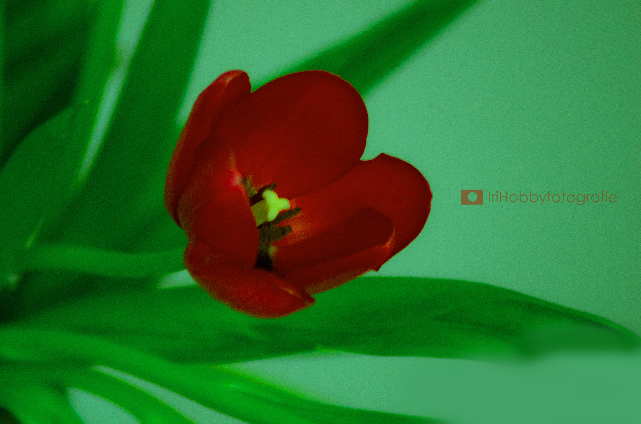 Tamron AF 70-300mm F4-5.6 LD Macro 1:2 sample photo. Tulpe photography