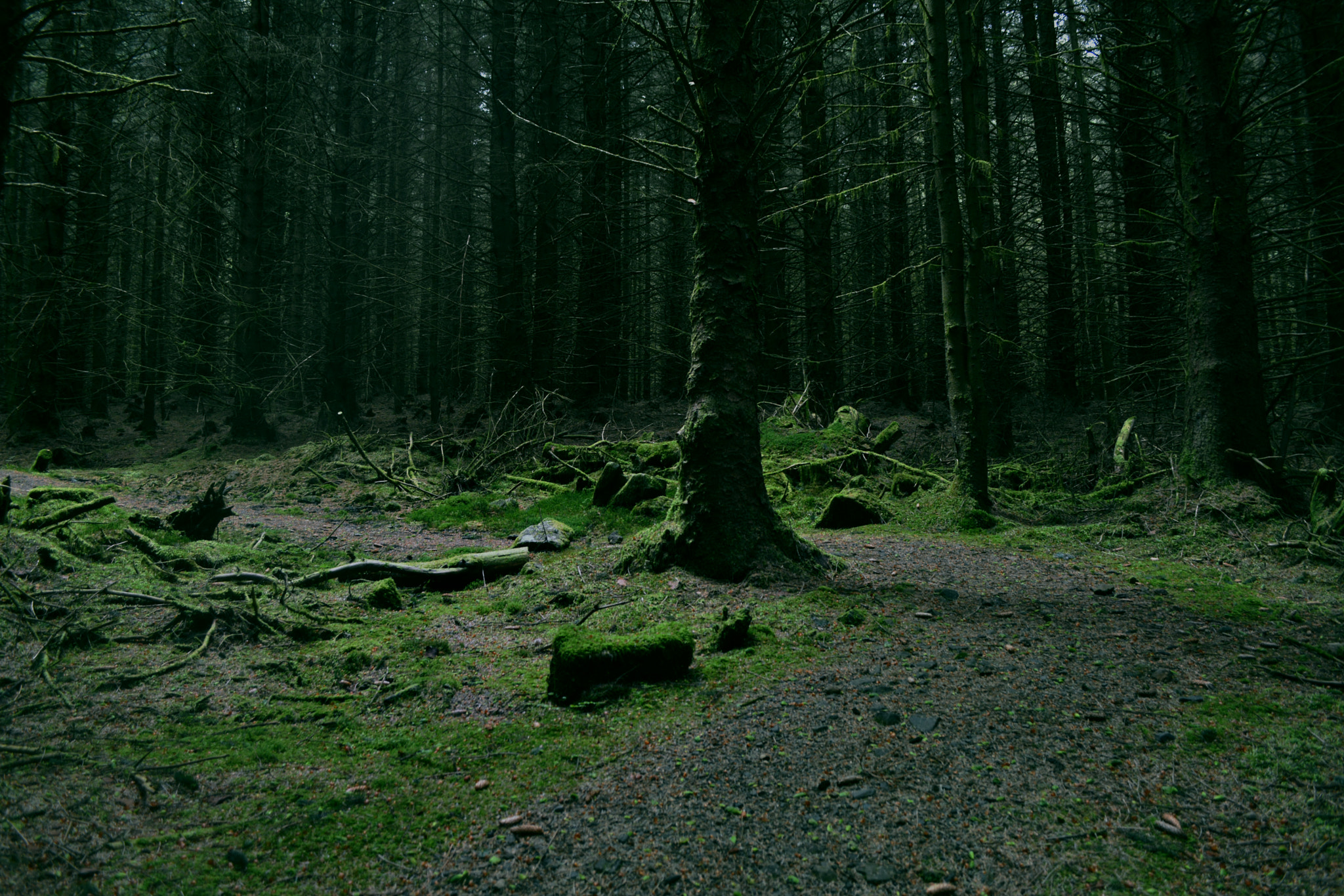 AF Zoom-Nikkor 24-50mm f/3.3-4.5D sample photo. Color: kielder green photography