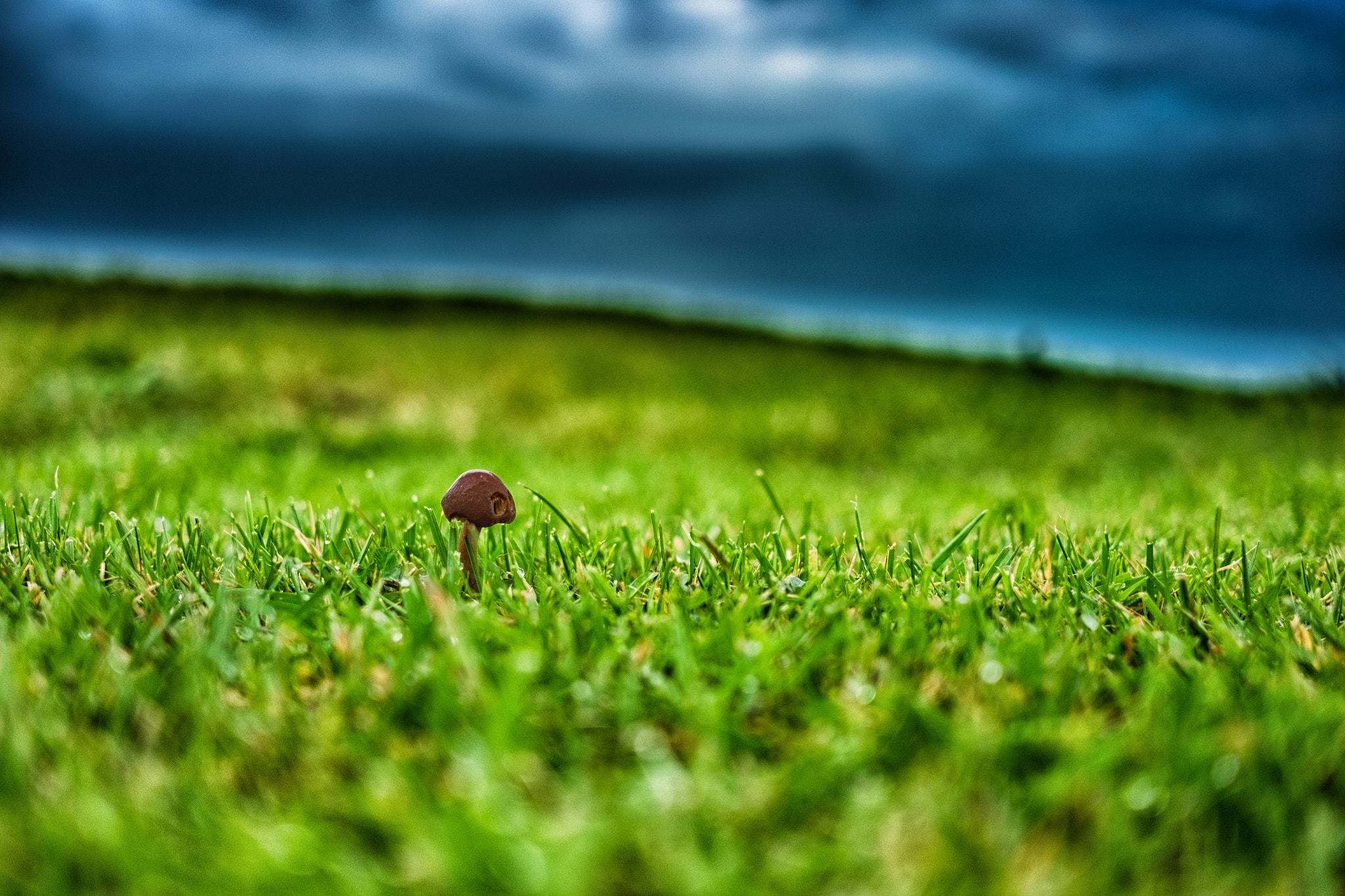 Fujifilm X-T10 + Fujifilm XF 27mm F2.8 sample photo. Toad face photography
