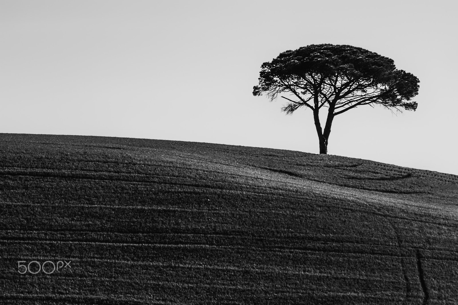 Canon EF 100-400mm F4.5-5.6L IS USM sample photo. L'albero photography