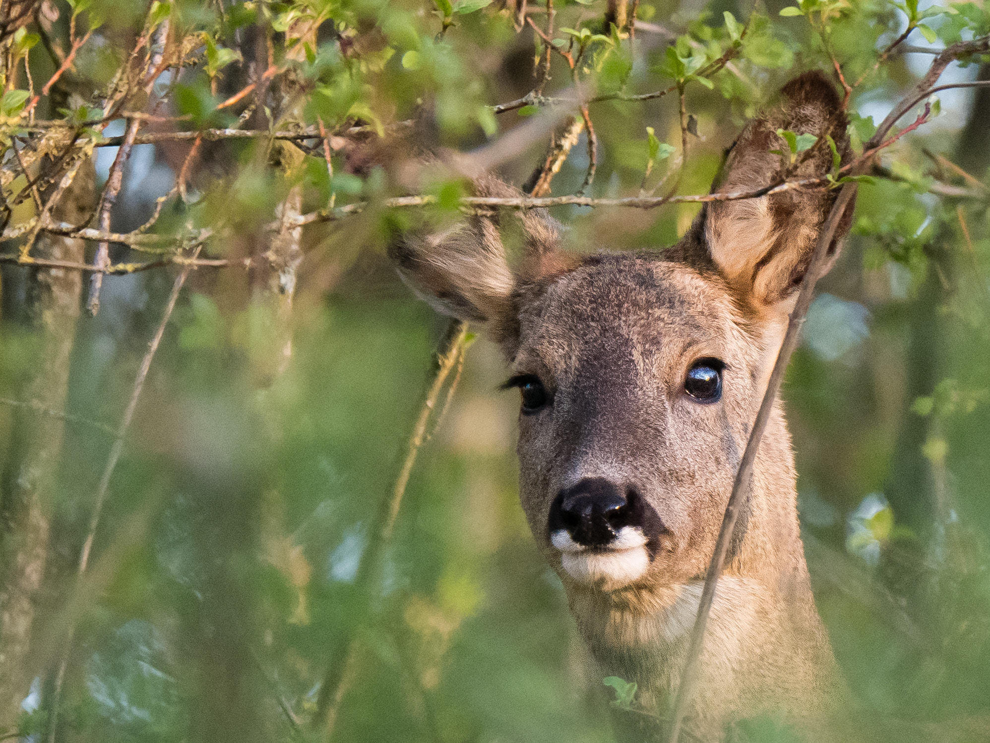 Panasonic Lumix DMC-G85 (Lumix DMC-G80) + LEICA DG 100-400/F4.0-6.3 sample photo. Chevreuil photography