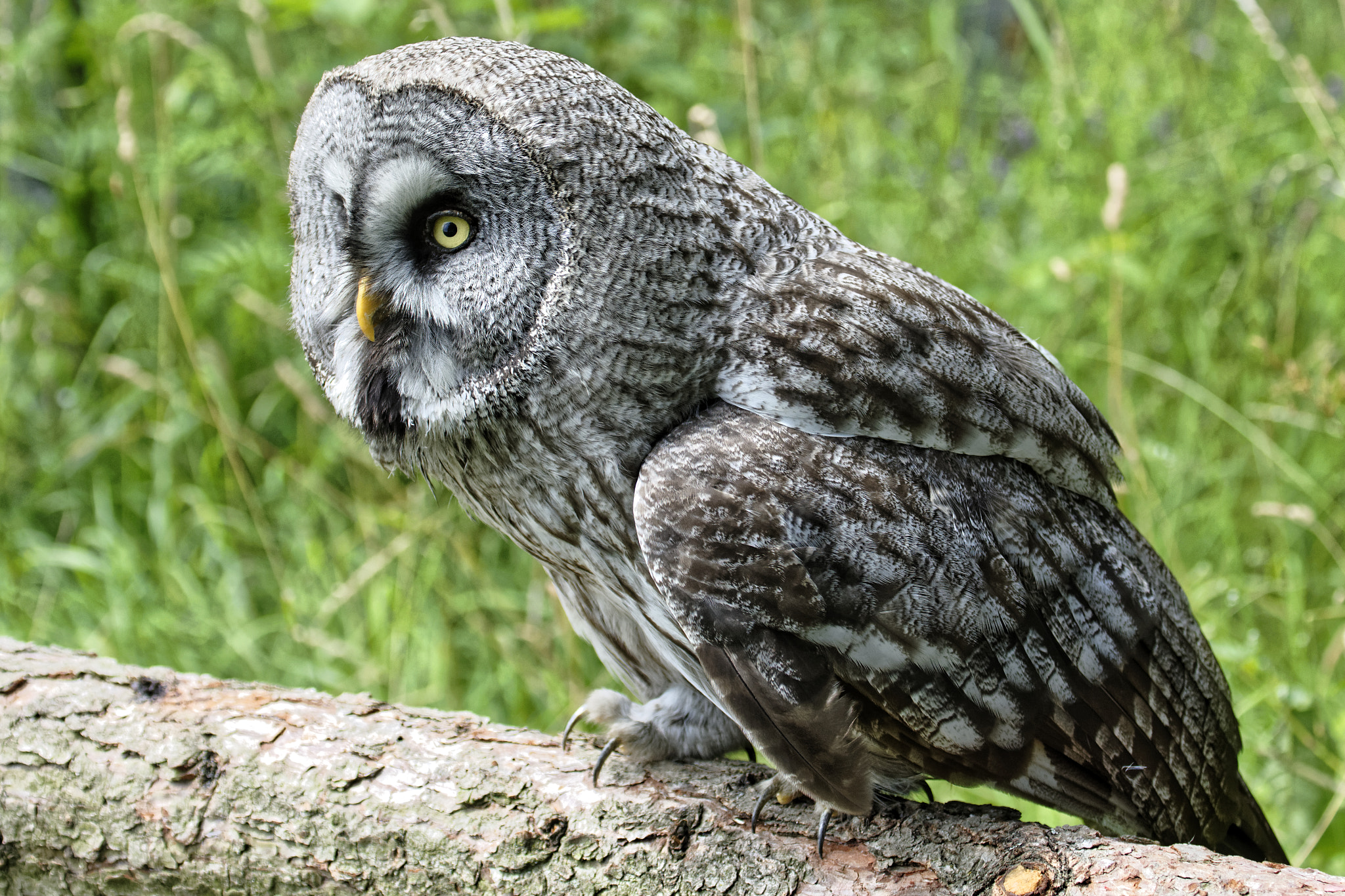 Nikon D810 sample photo. Eule waldkauz photography