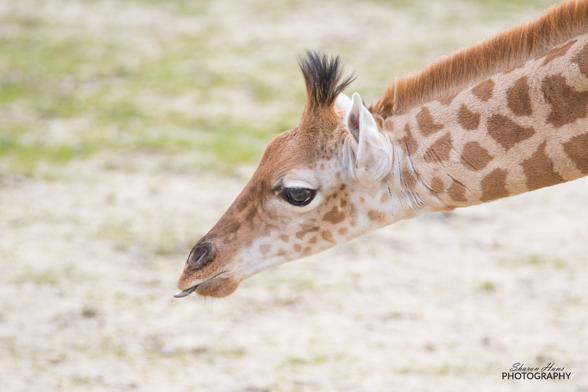 Tamron SP 150-600mm F5-6.3 Di VC USD sample photo. Young kordofan giraffe photography