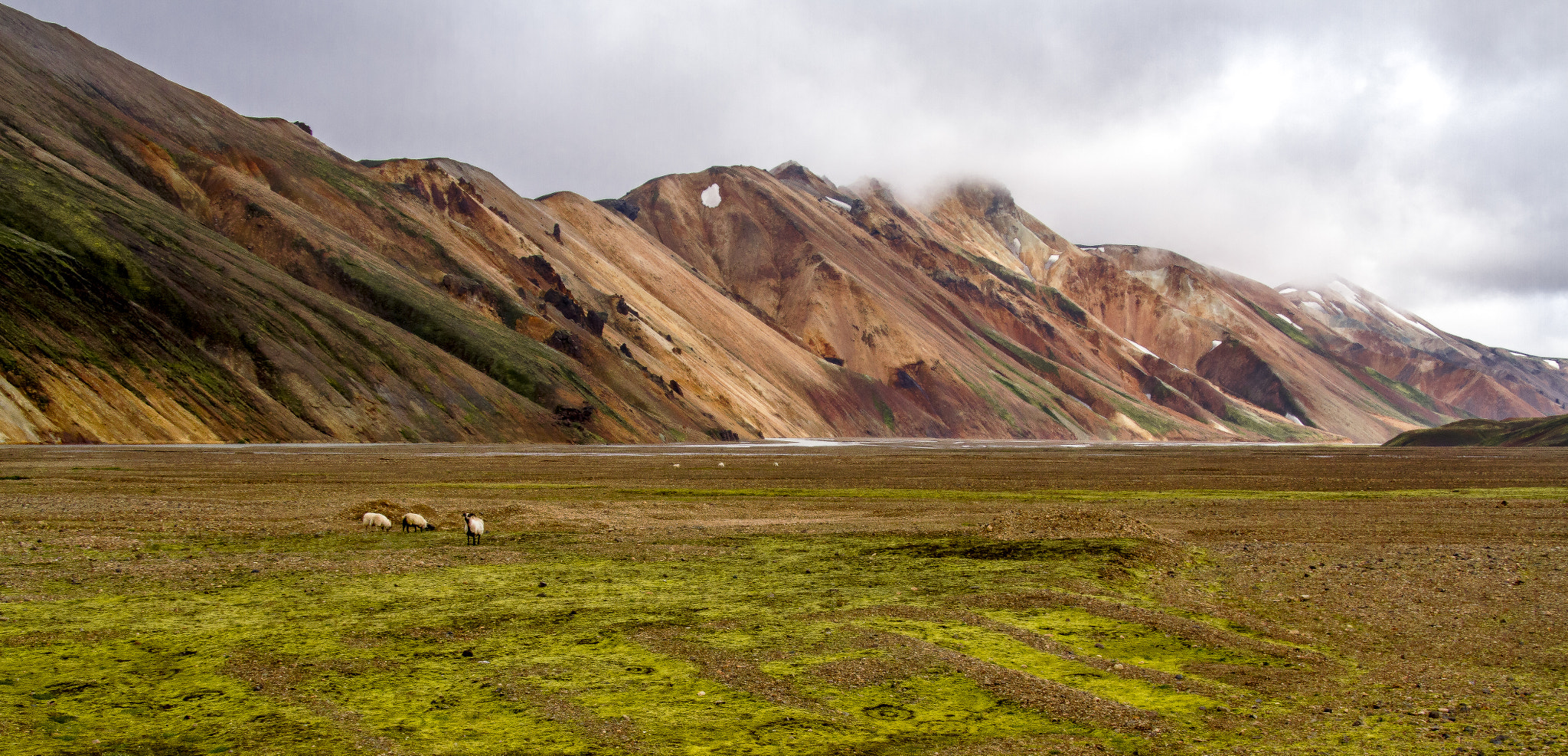 Sigma 18-250mm F3.5-6.3 DC OS HSM sample photo. One sheep, two sheep, three sheep,... photography