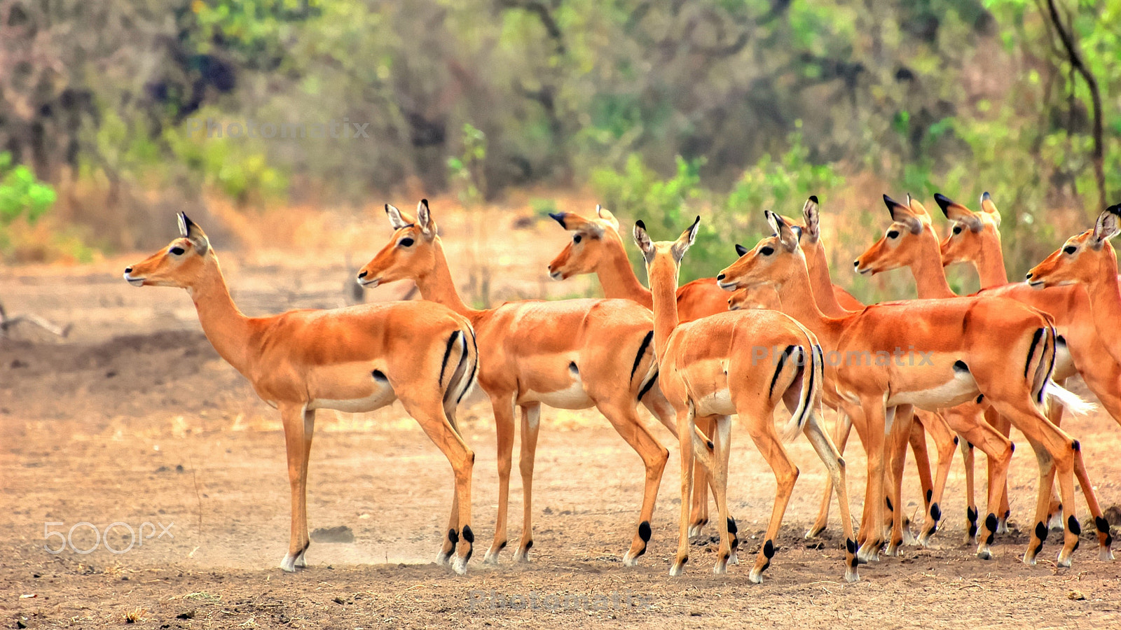 Nikon D70 + Nikon AF-S Nikkor 70-300mm F4.5-5.6G VR sample photo. Impala photography