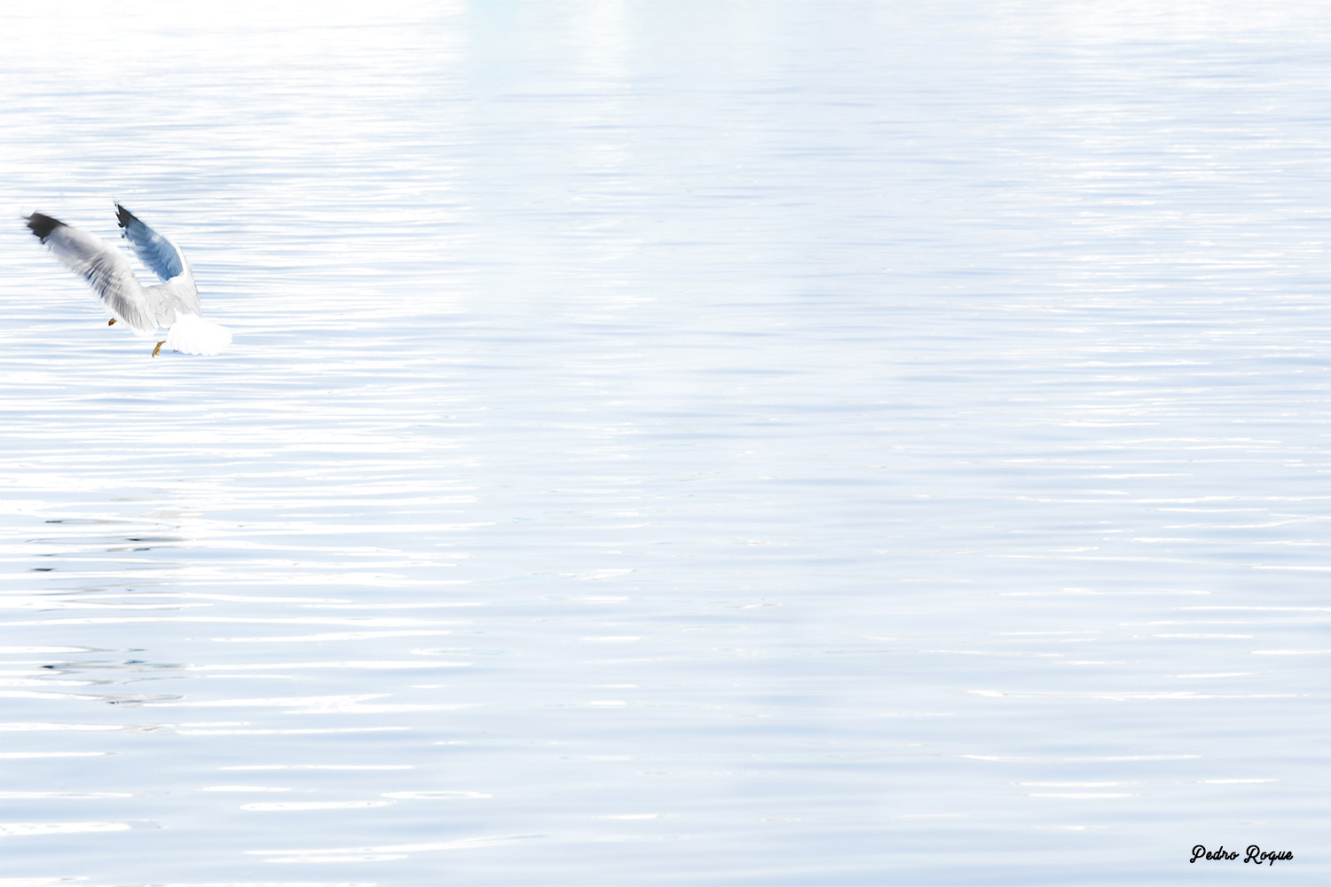 Canon EOS 6D + Canon EF 70-200mm F4L IS USM sample photo. Gaviota photography