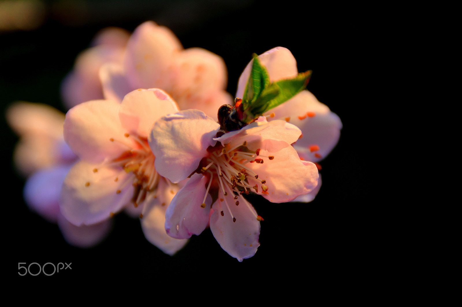 Nikon D5200 sample photo. Peach flower photography