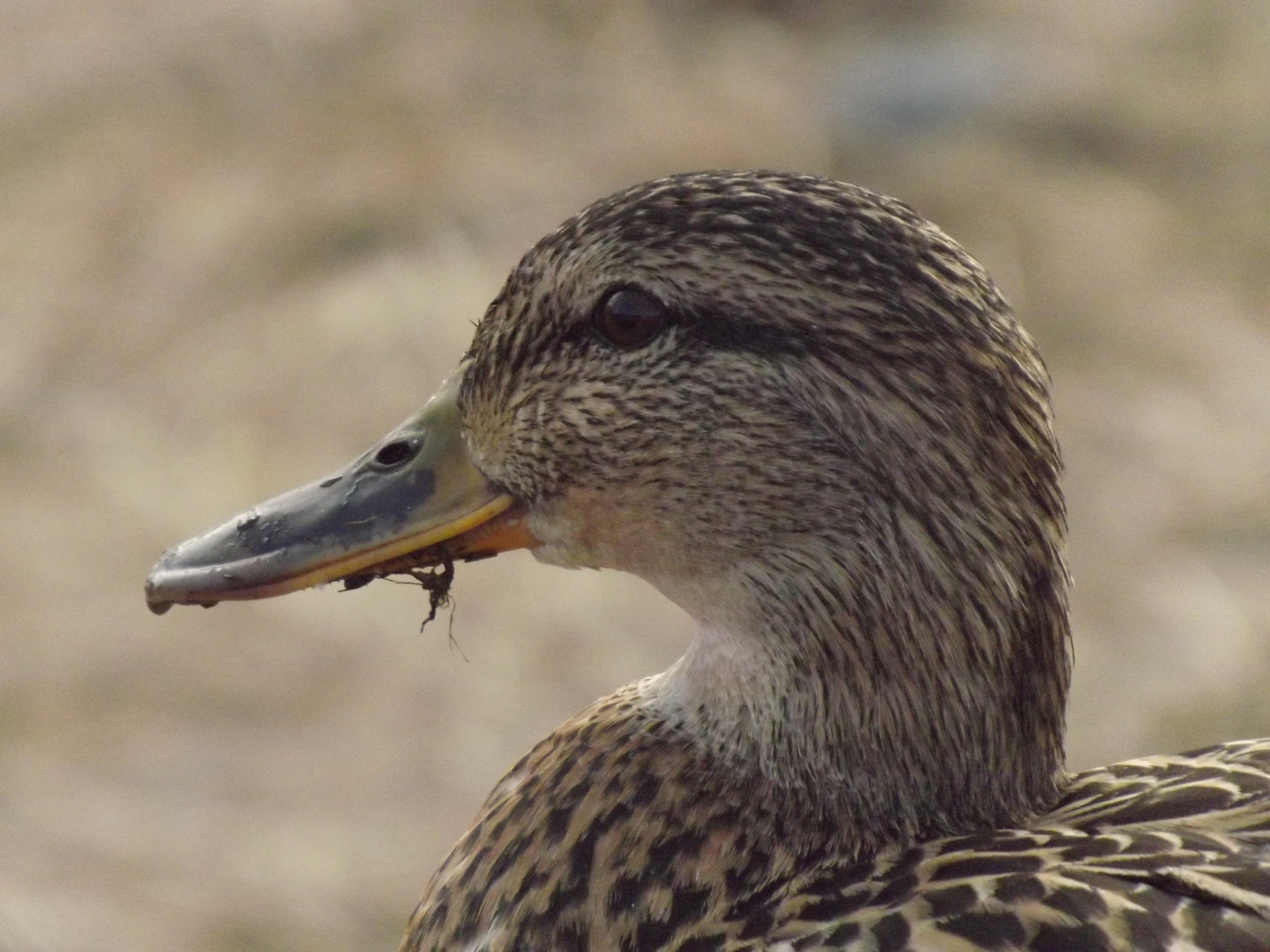 FujiFilm FinePix S4000 (FinePix S4050) sample photo. Duck photography