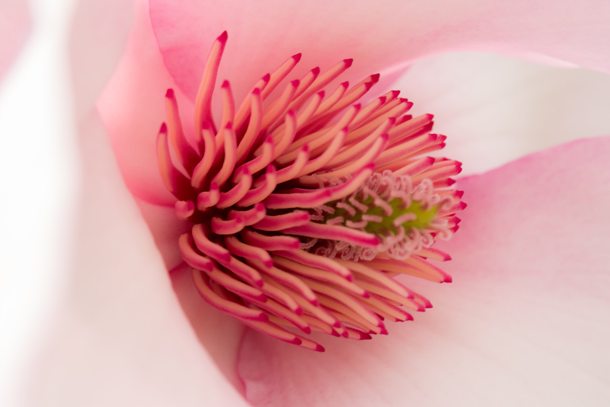 Fujifilm X-E1 + Fujifilm XF 60mm F2.4 R Macro sample photo. Magnolia photography