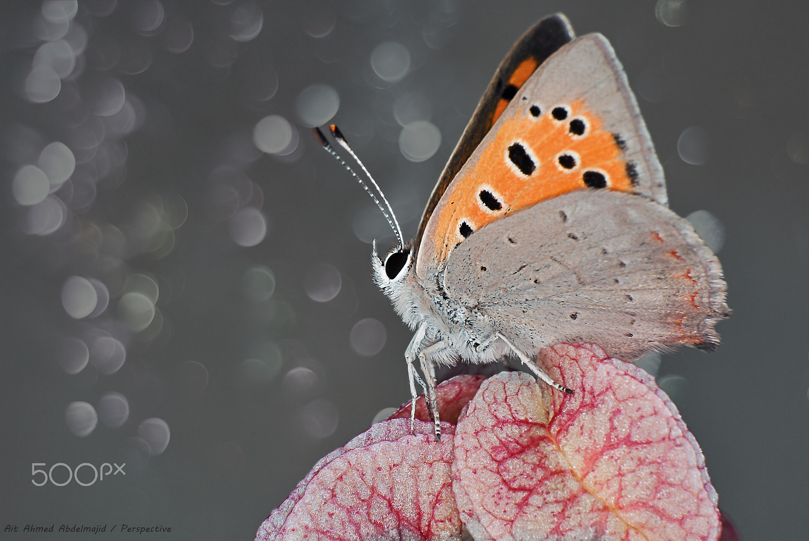 Nikon D200 sample photo. Nature beauty...!! photography